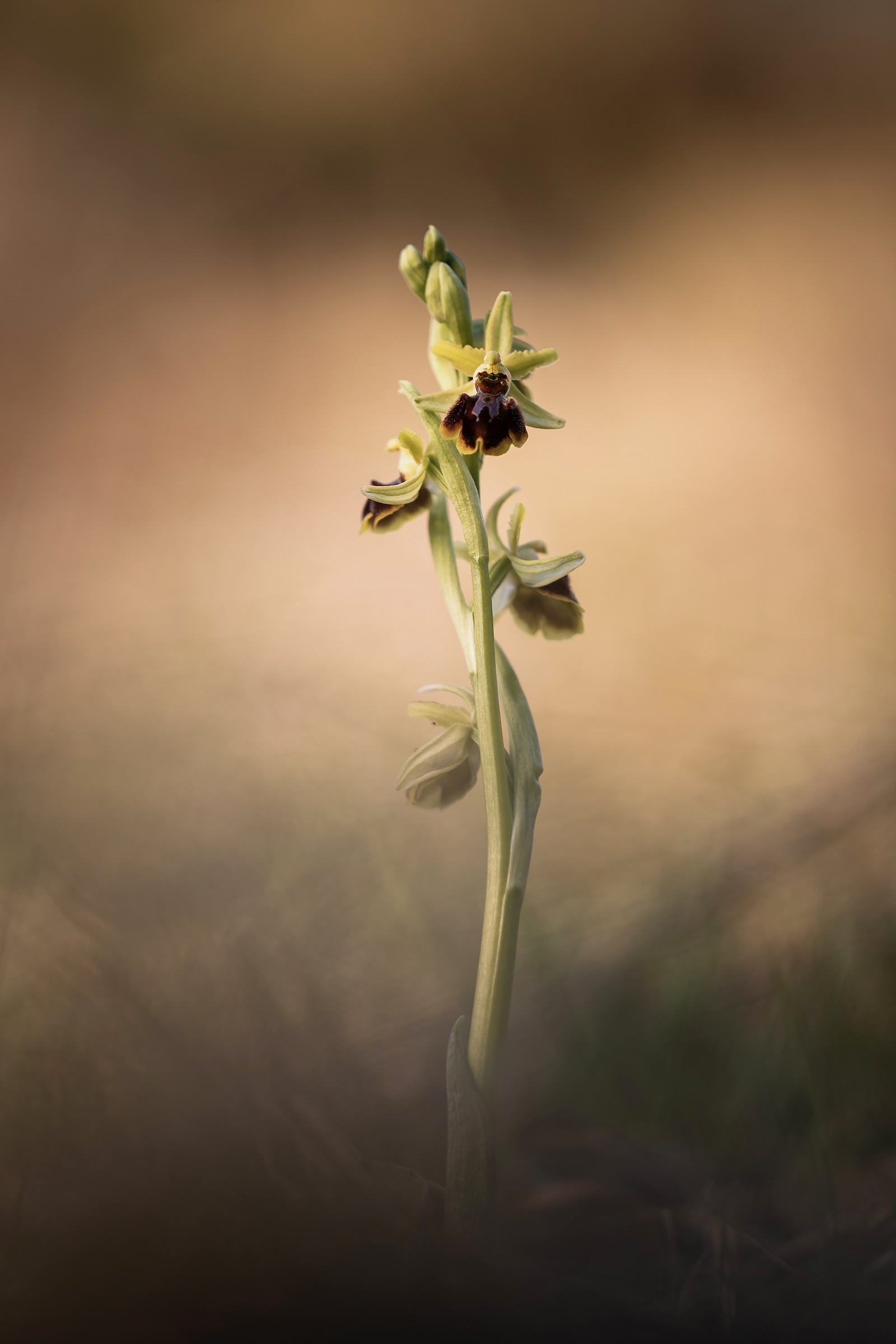 Ophrys...