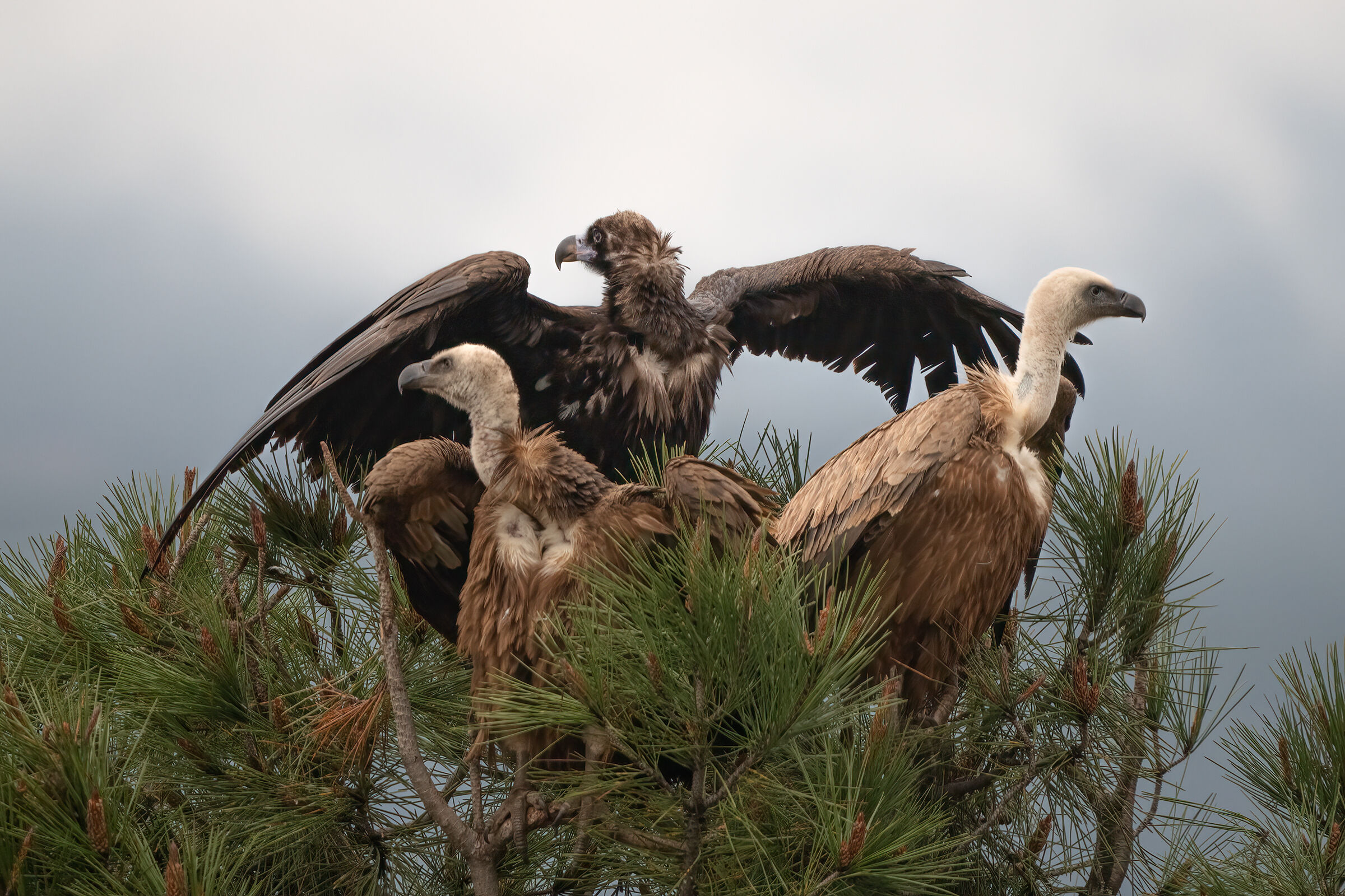 monk vulture and pair of griffins  ...