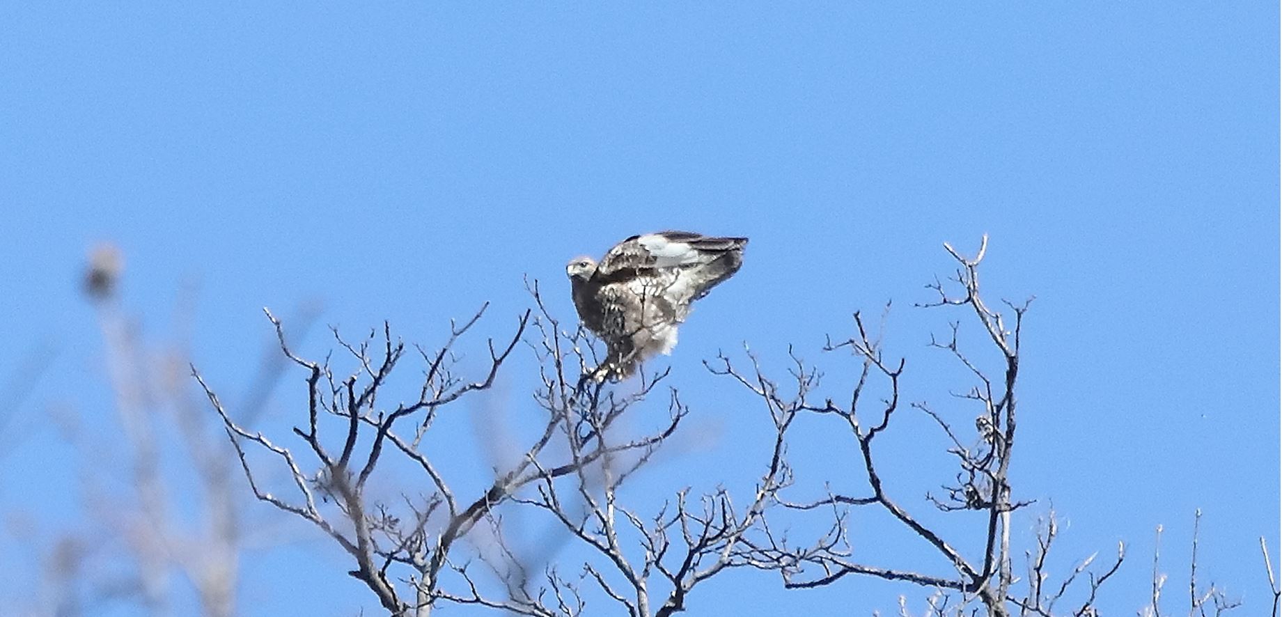 Buzzard 24-03-2022...