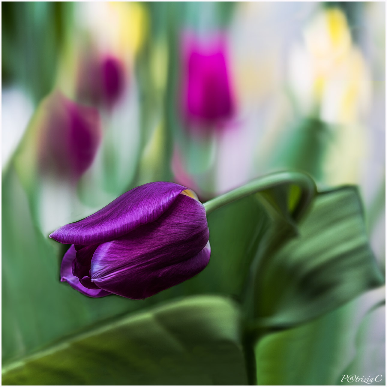 __tulips__...