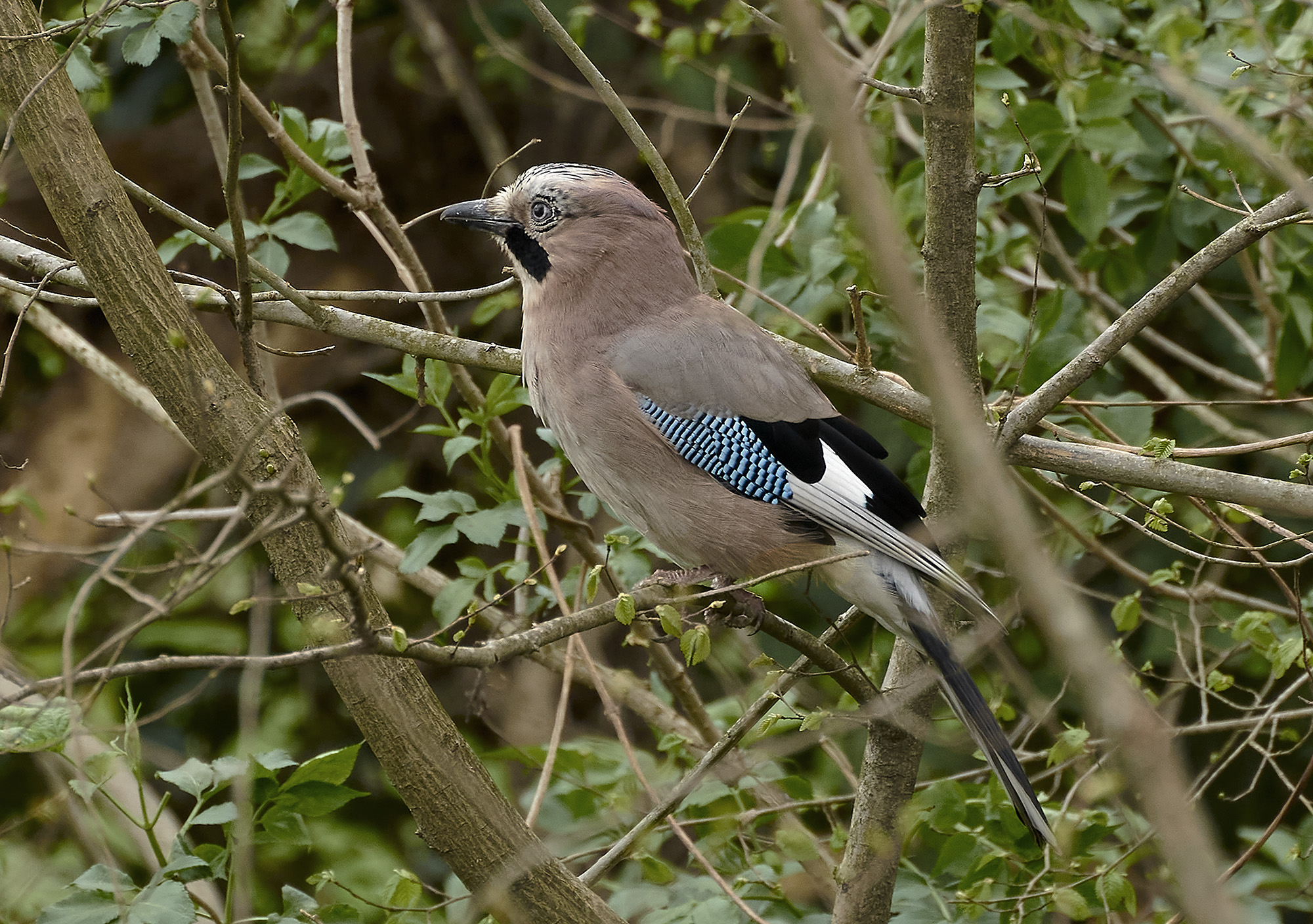 Jay between the branches...