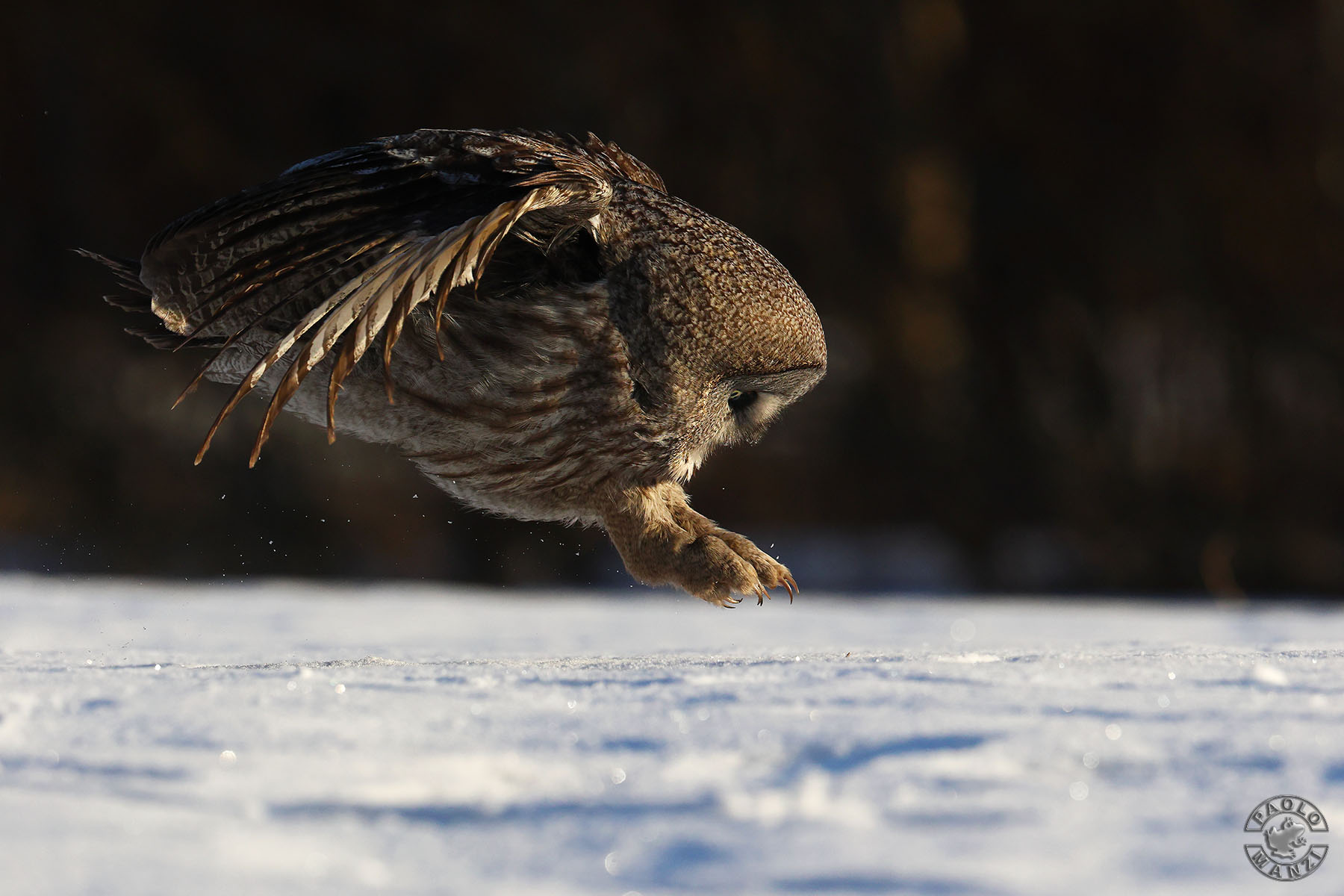 Lapland Owl ...