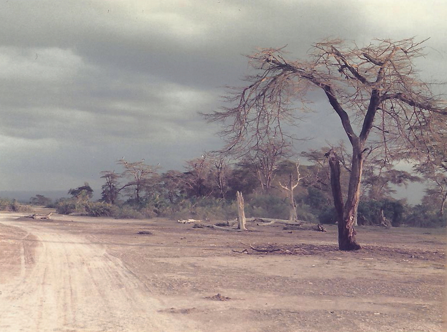 Kenya-Masai Mara...
