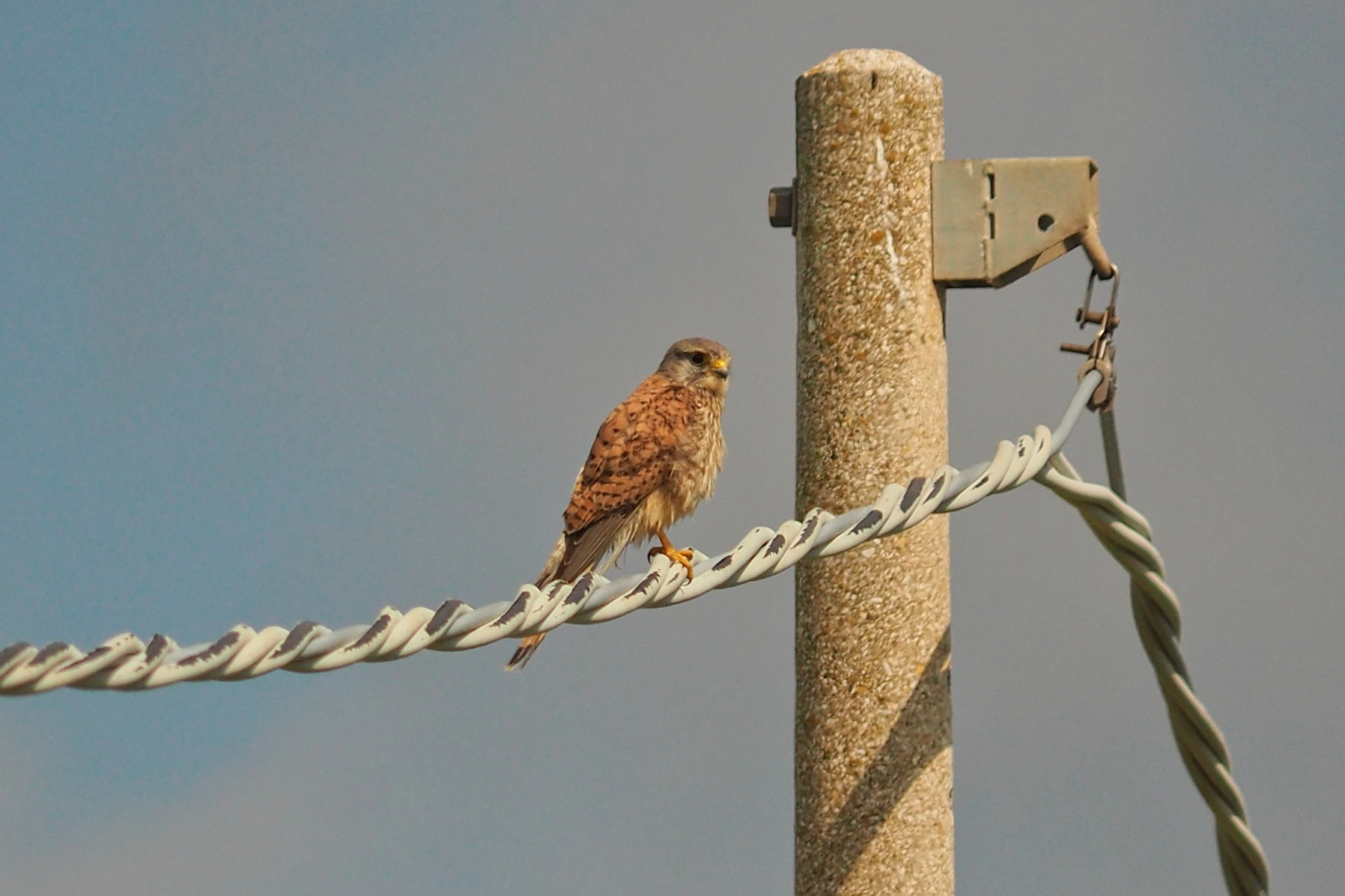 Gheppio (Falco tinnunculus )...