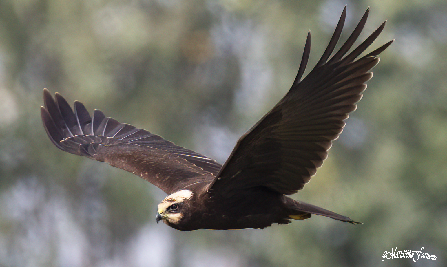 Marsh Falcon...