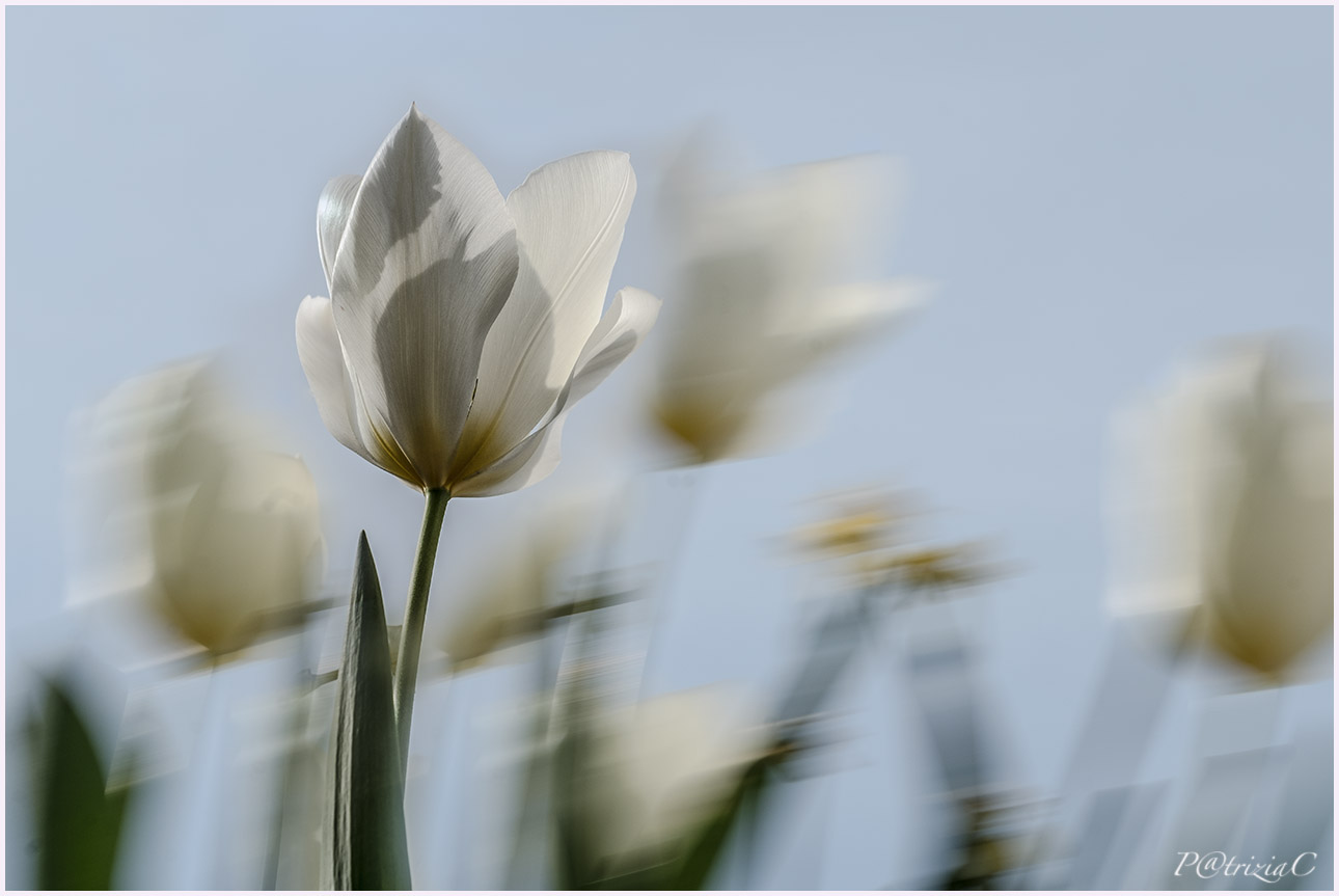 __tulips__(2)...