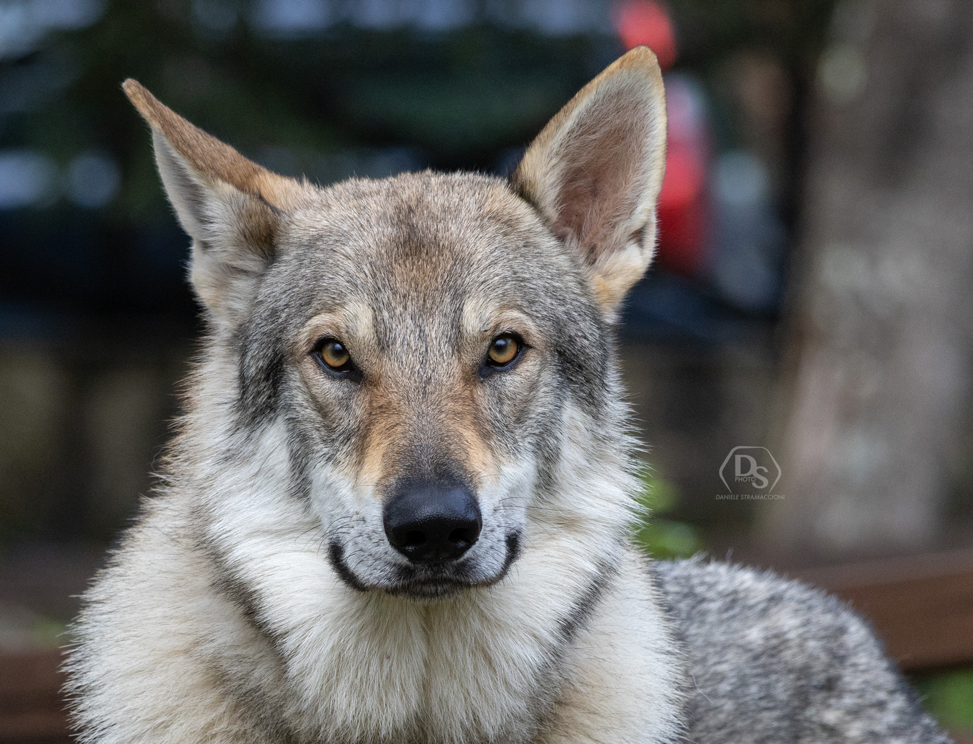 Czechoslovak wolf ...