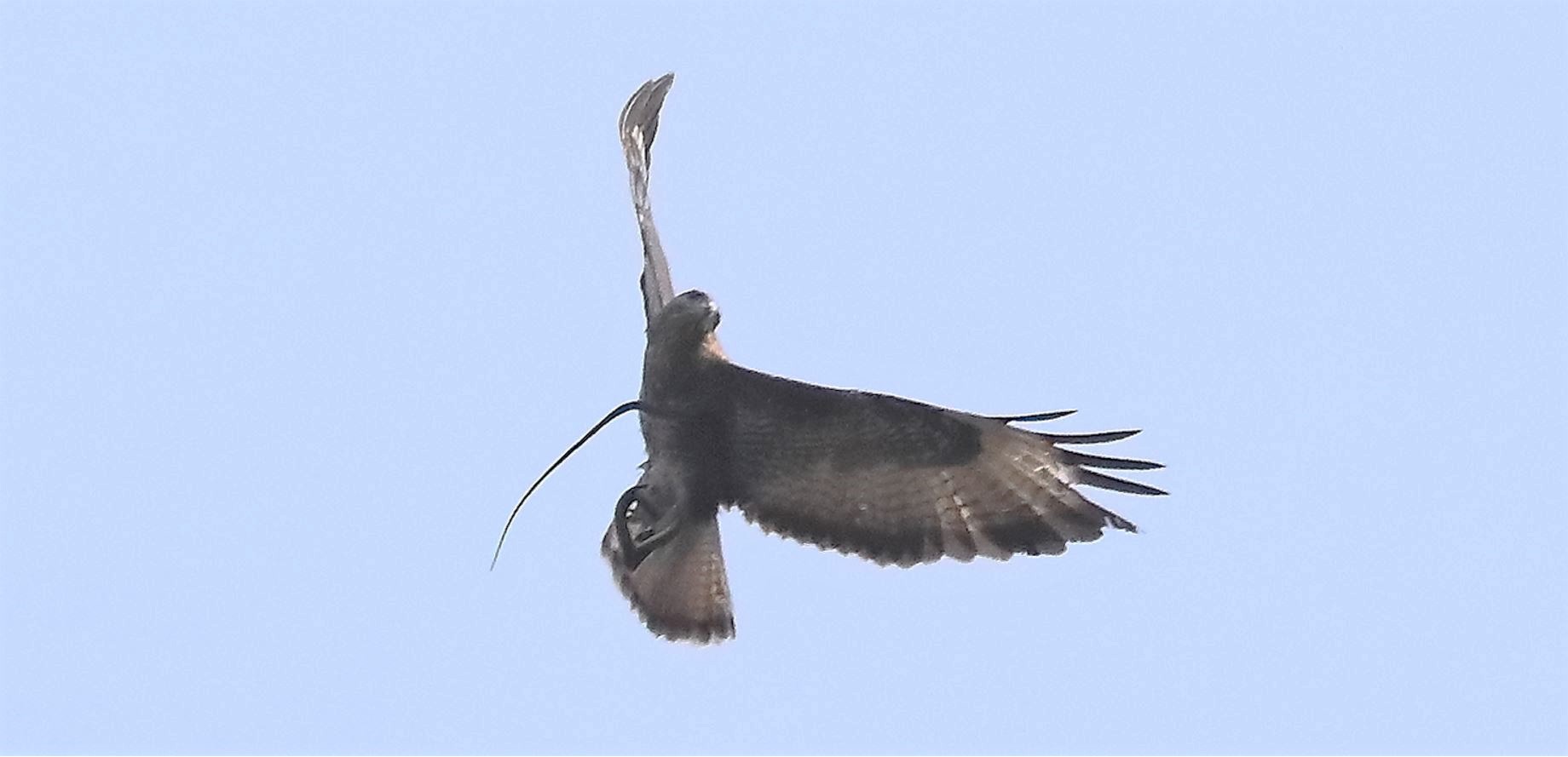 Buzzard 27-03-2022...