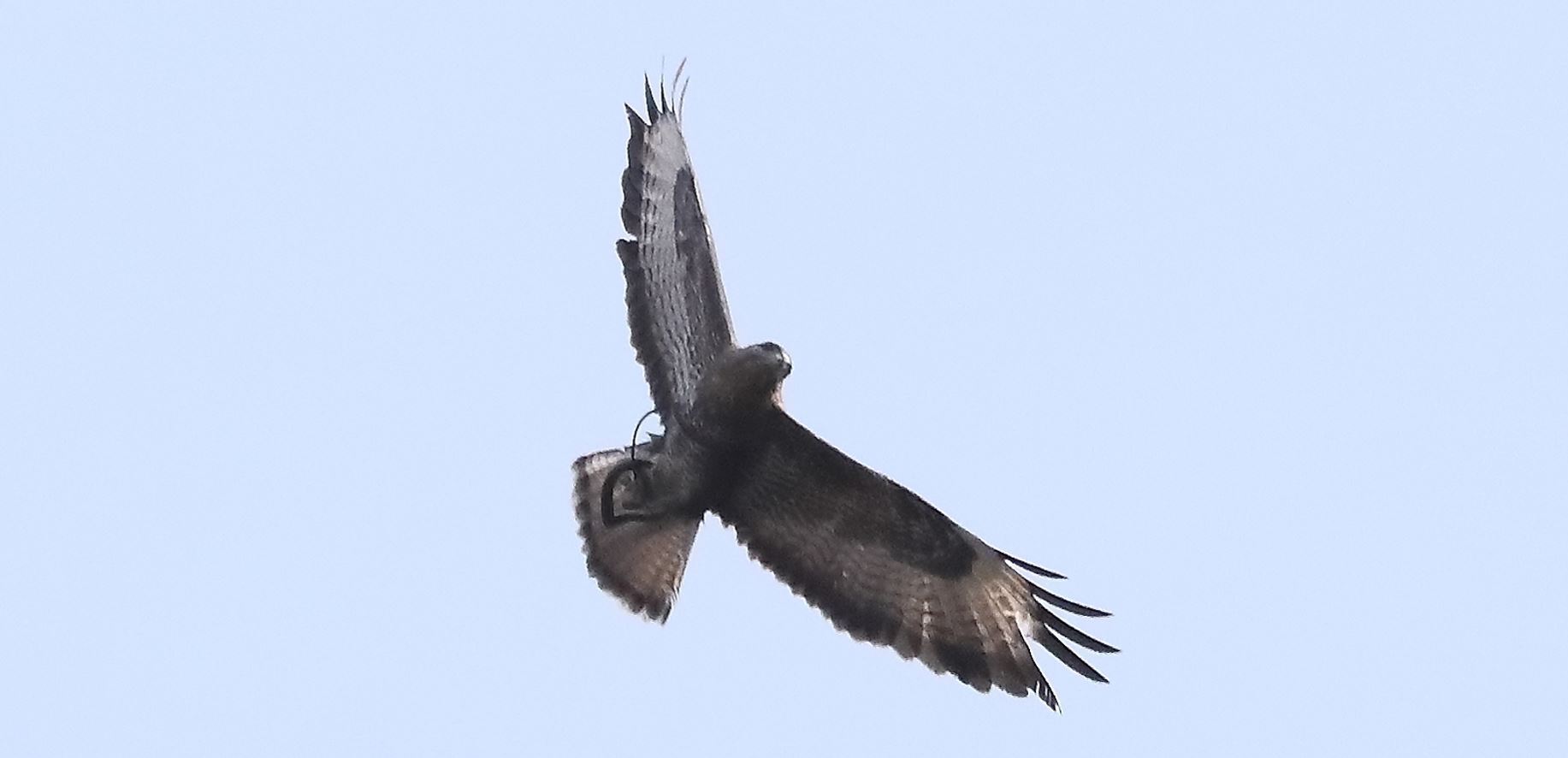 Buzzard 27-03-2022...