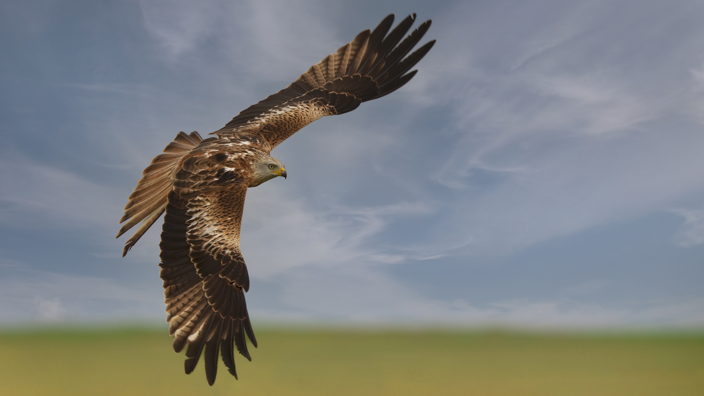 red kite ...