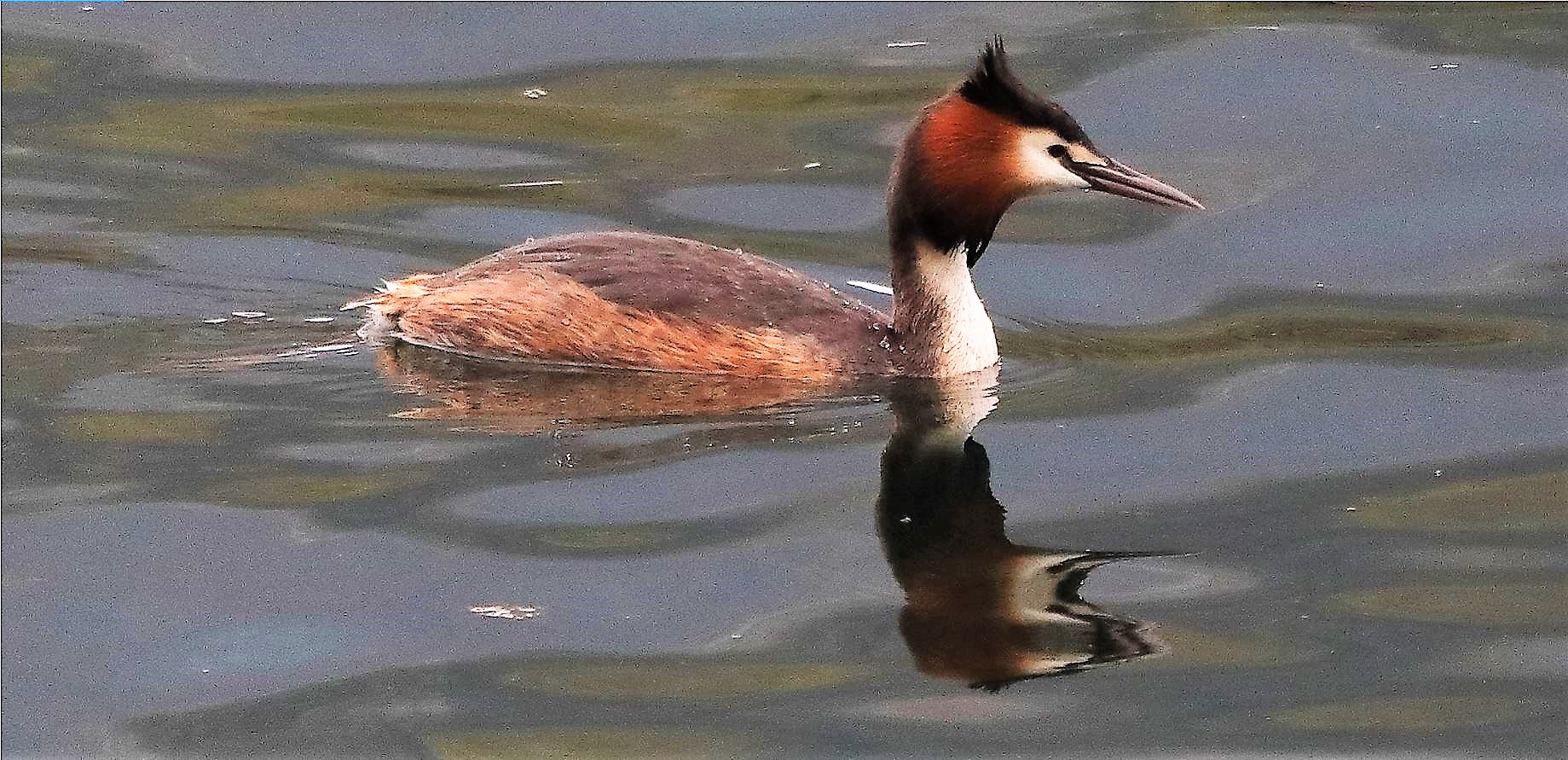 grebe 31-03-2022...