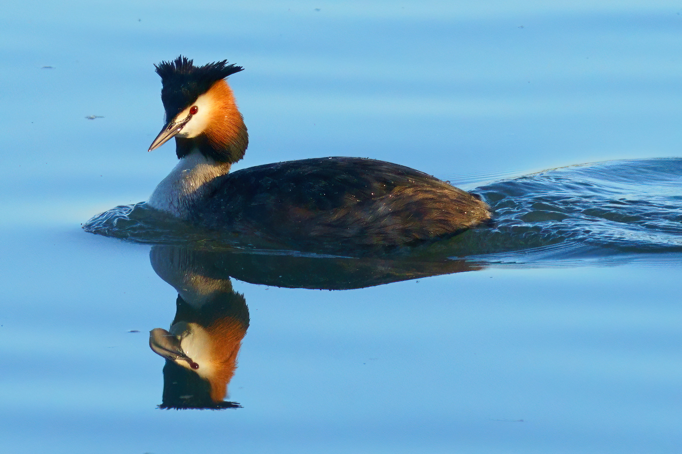 Grebe in the mirror...