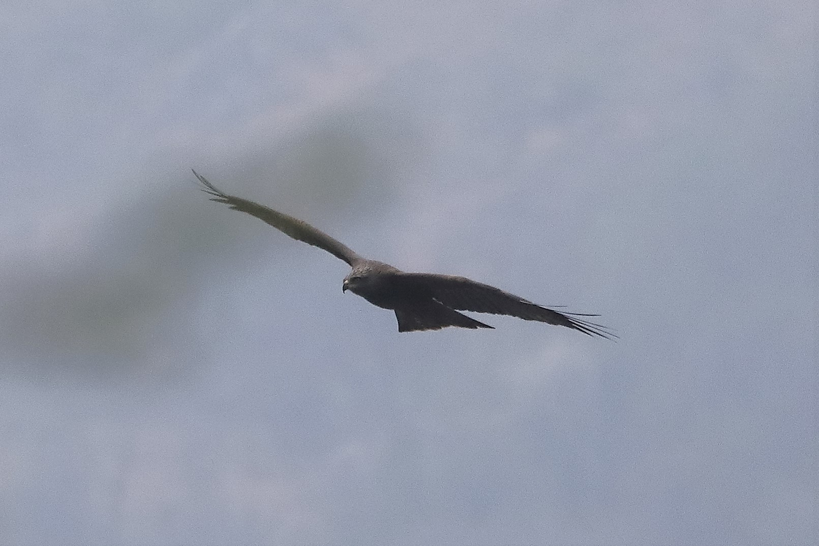 Black kite 30-03-2022...