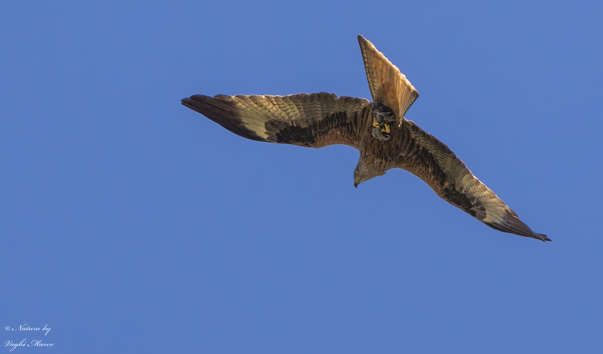 Red kite with prey...