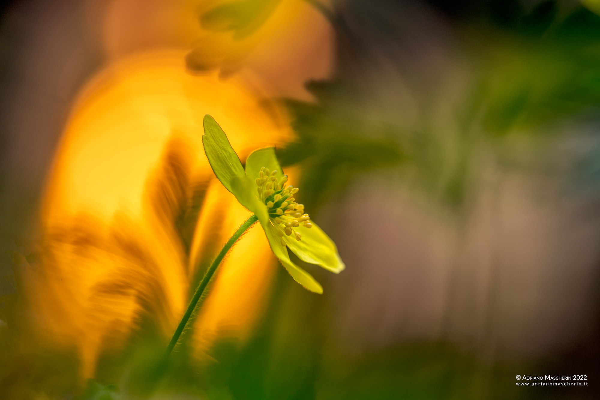Yellow anemone...