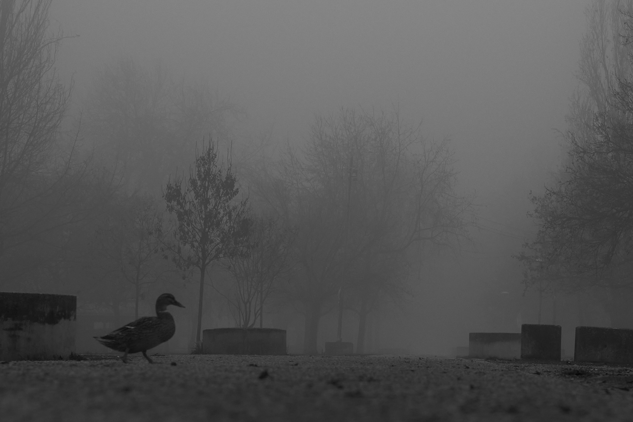 Alone in the fog...