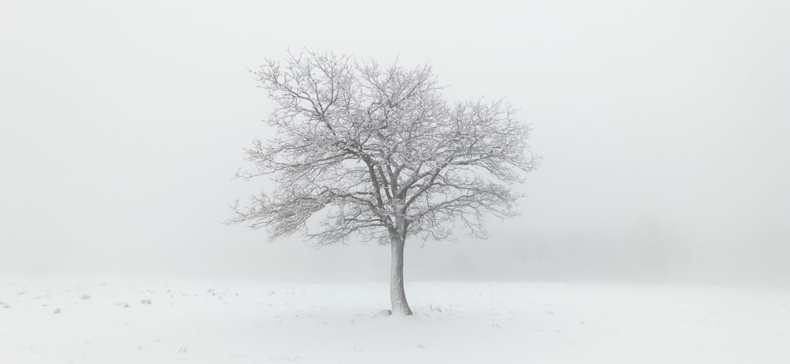 albero nella neve...
