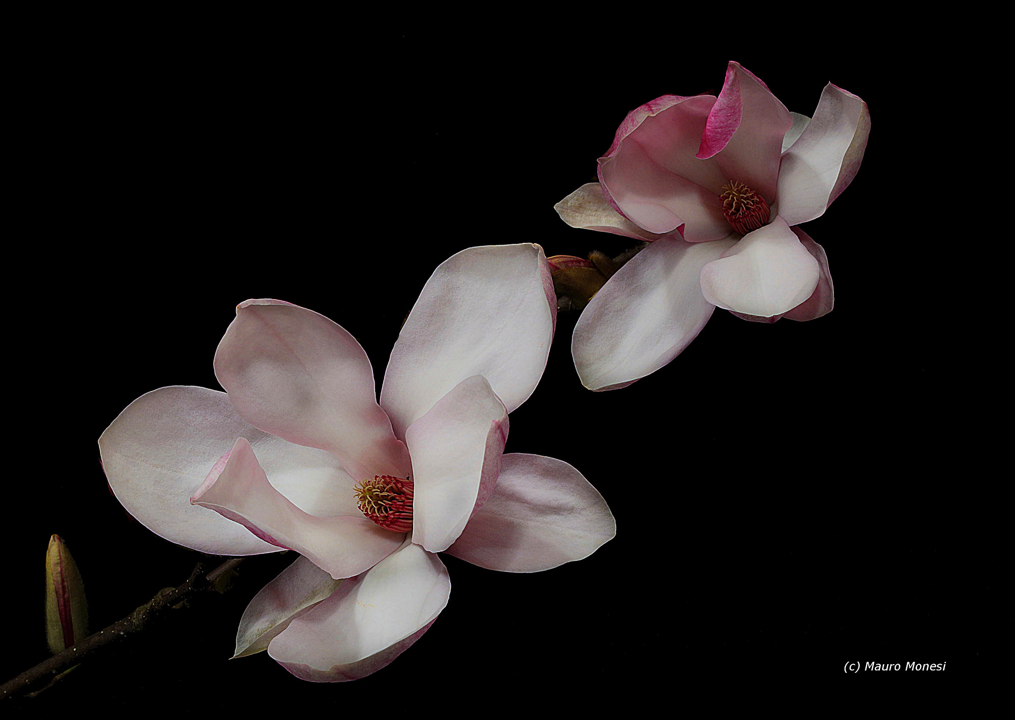 Magnolia stellata...