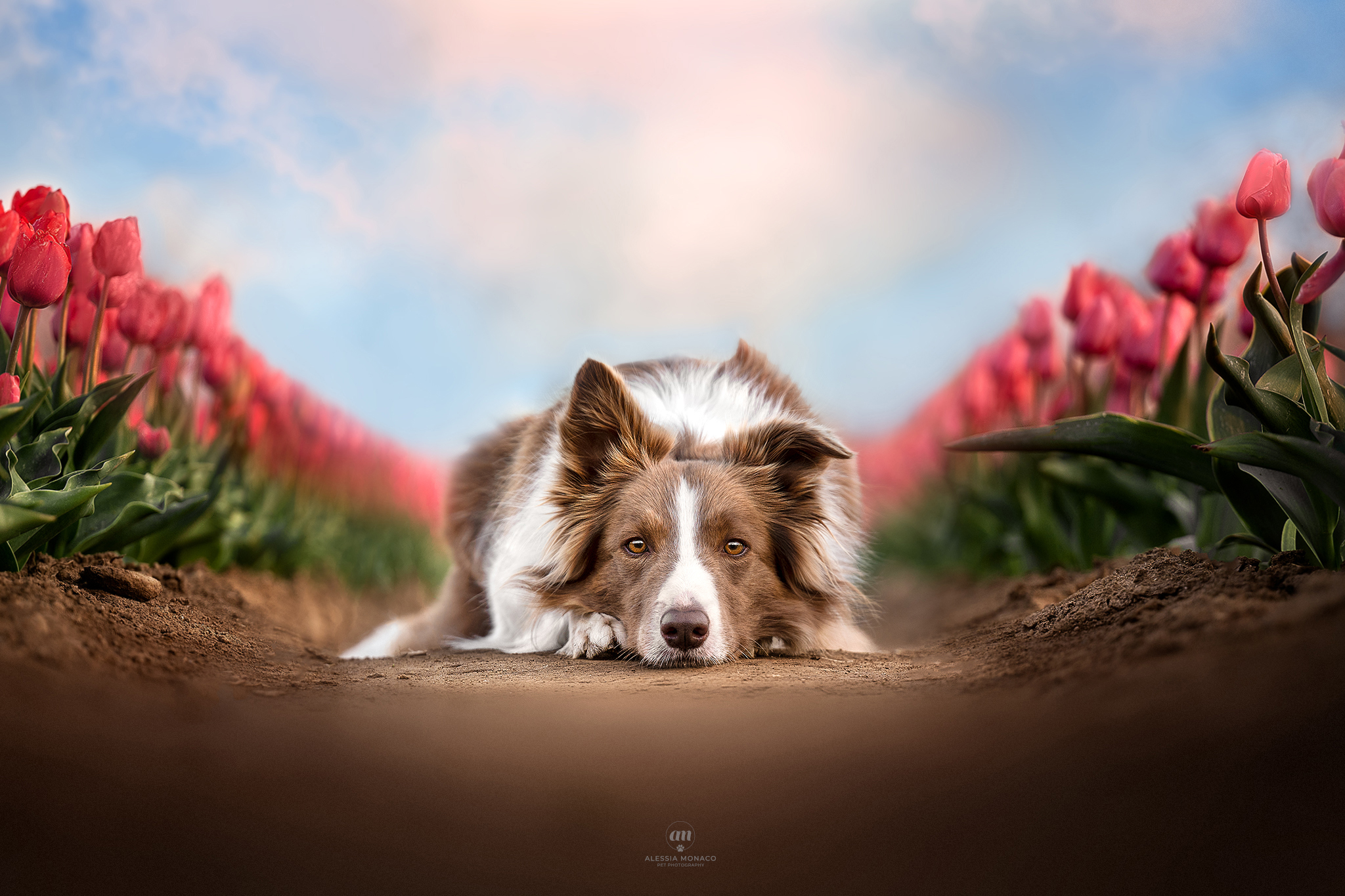 Dog and tulips...