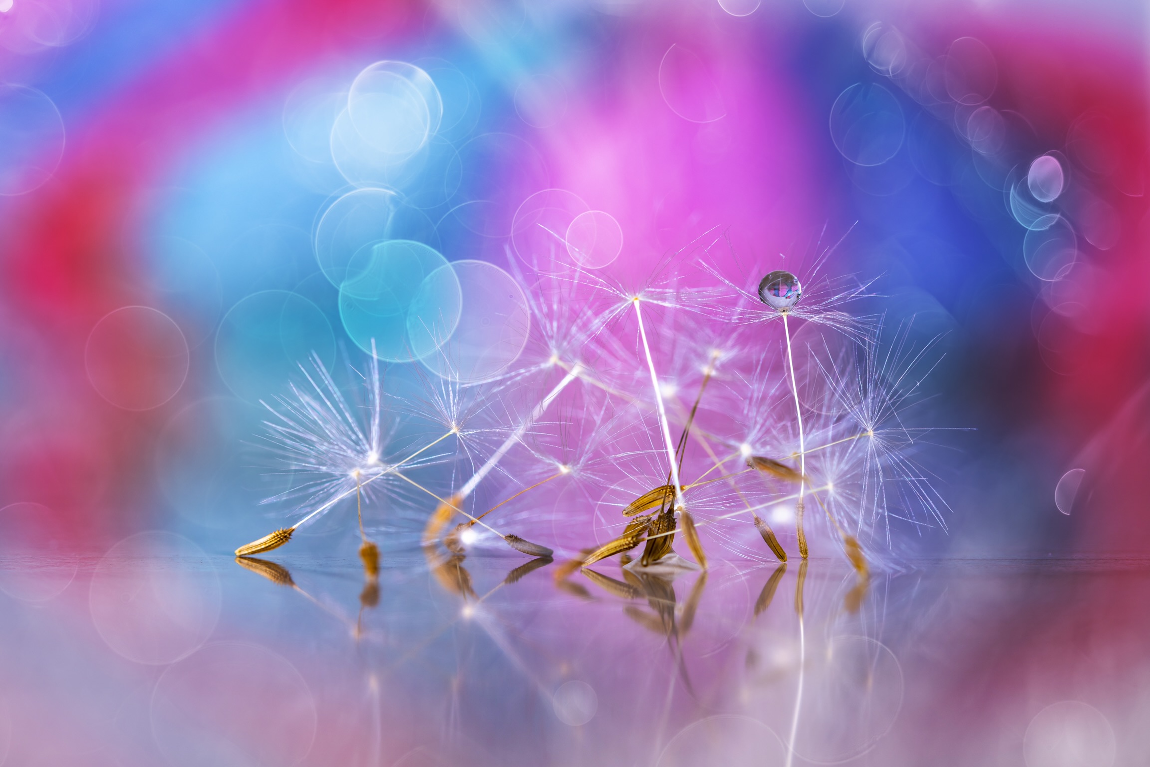 Dandelion 1...