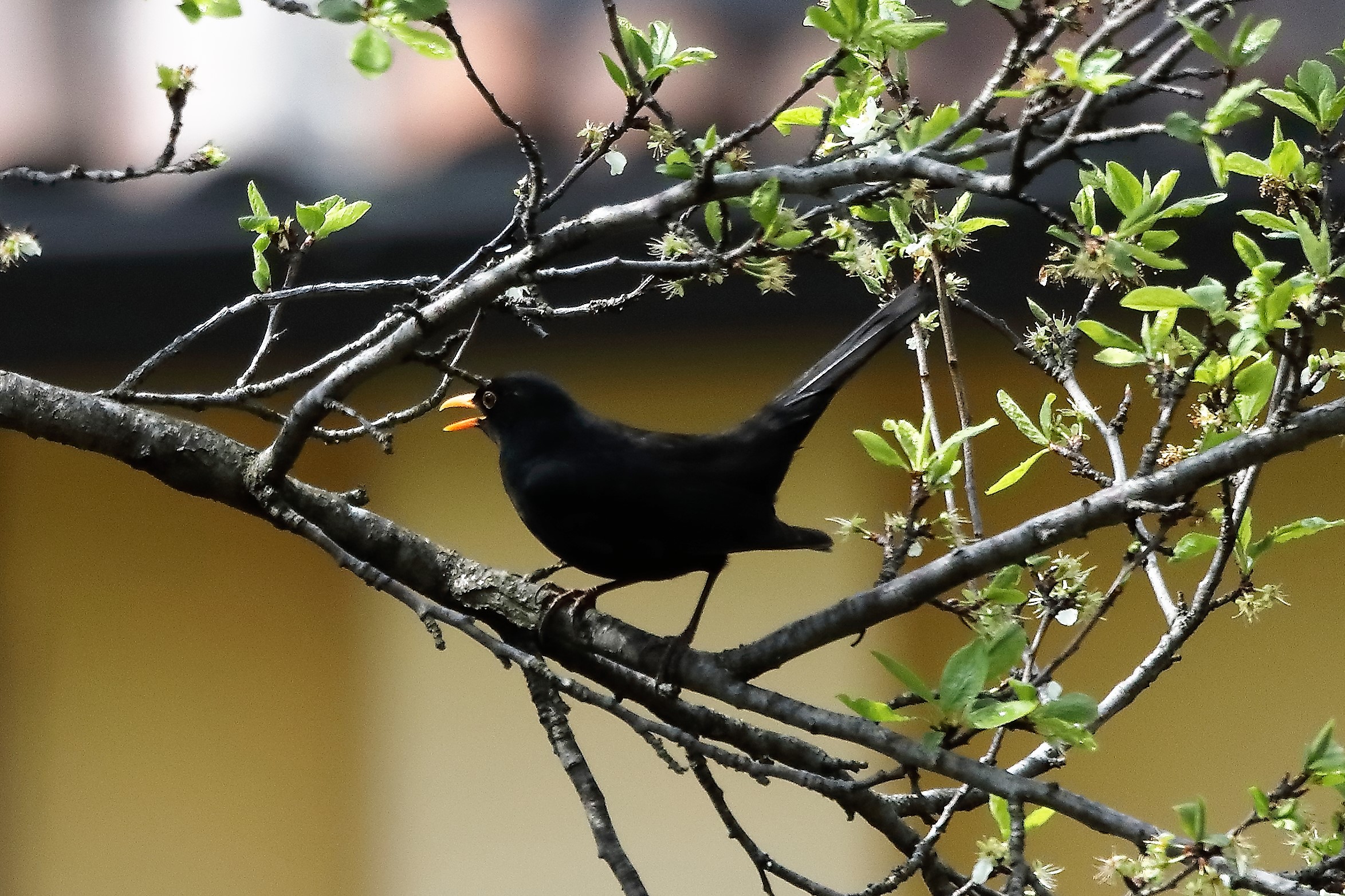 Blackbird 03-04-2022...