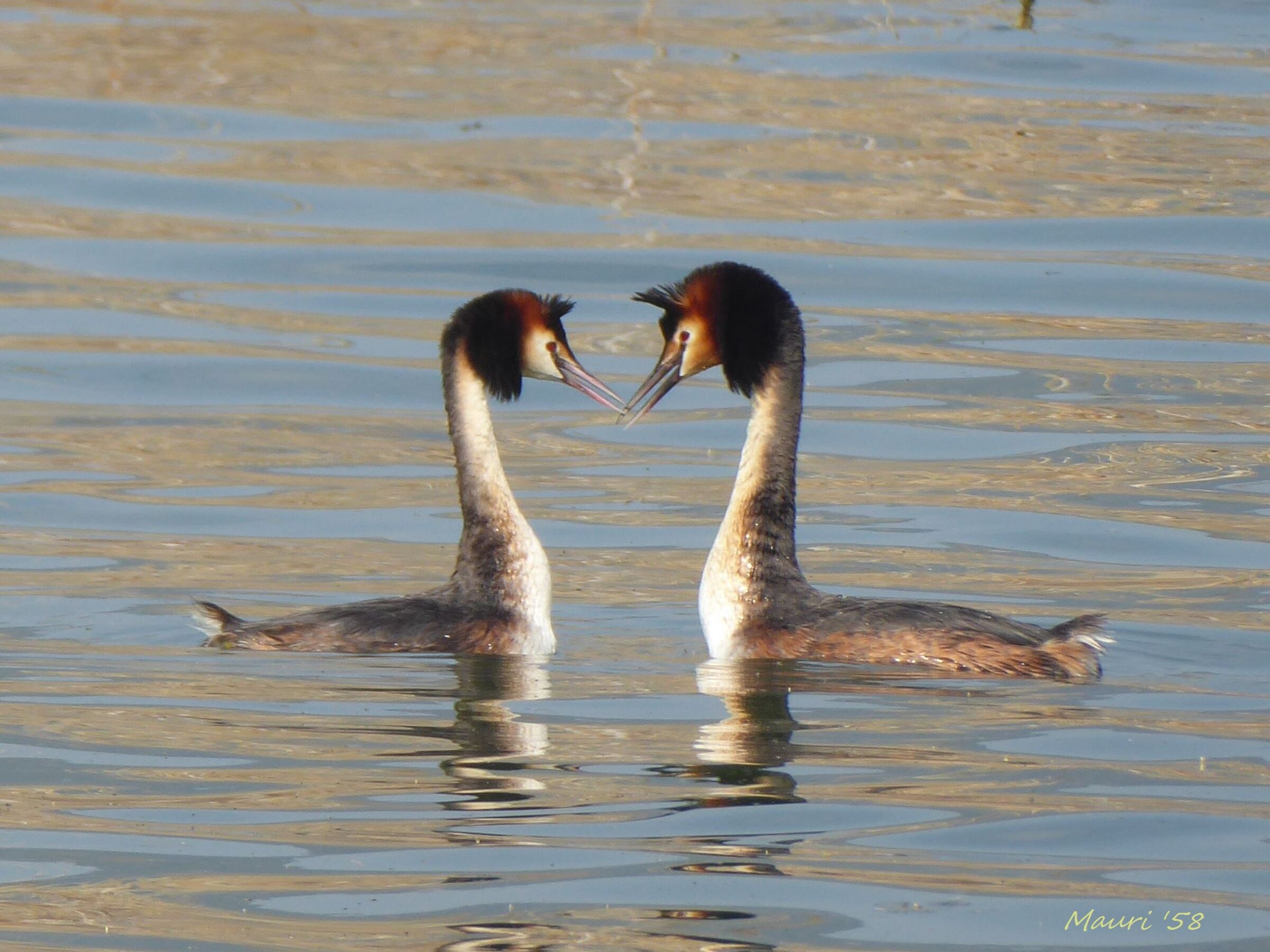Grebes:The couple...
