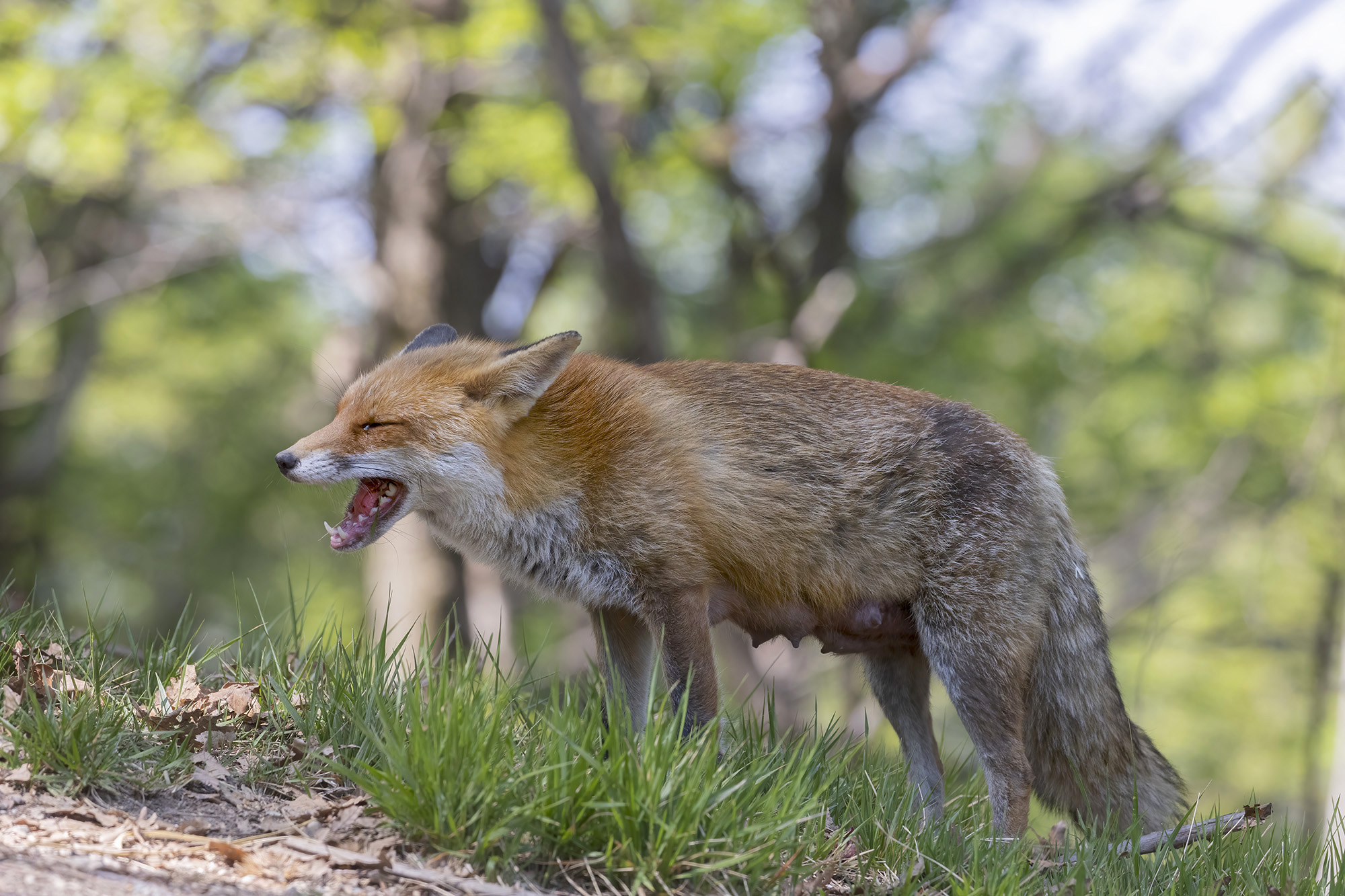 mother fox is hungry...