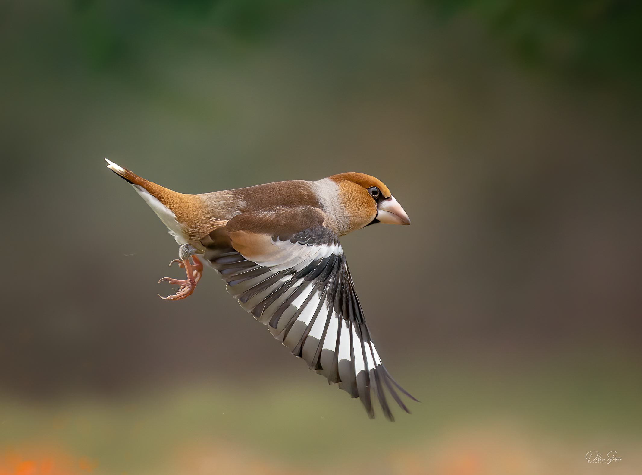Hawfinch... in volot...