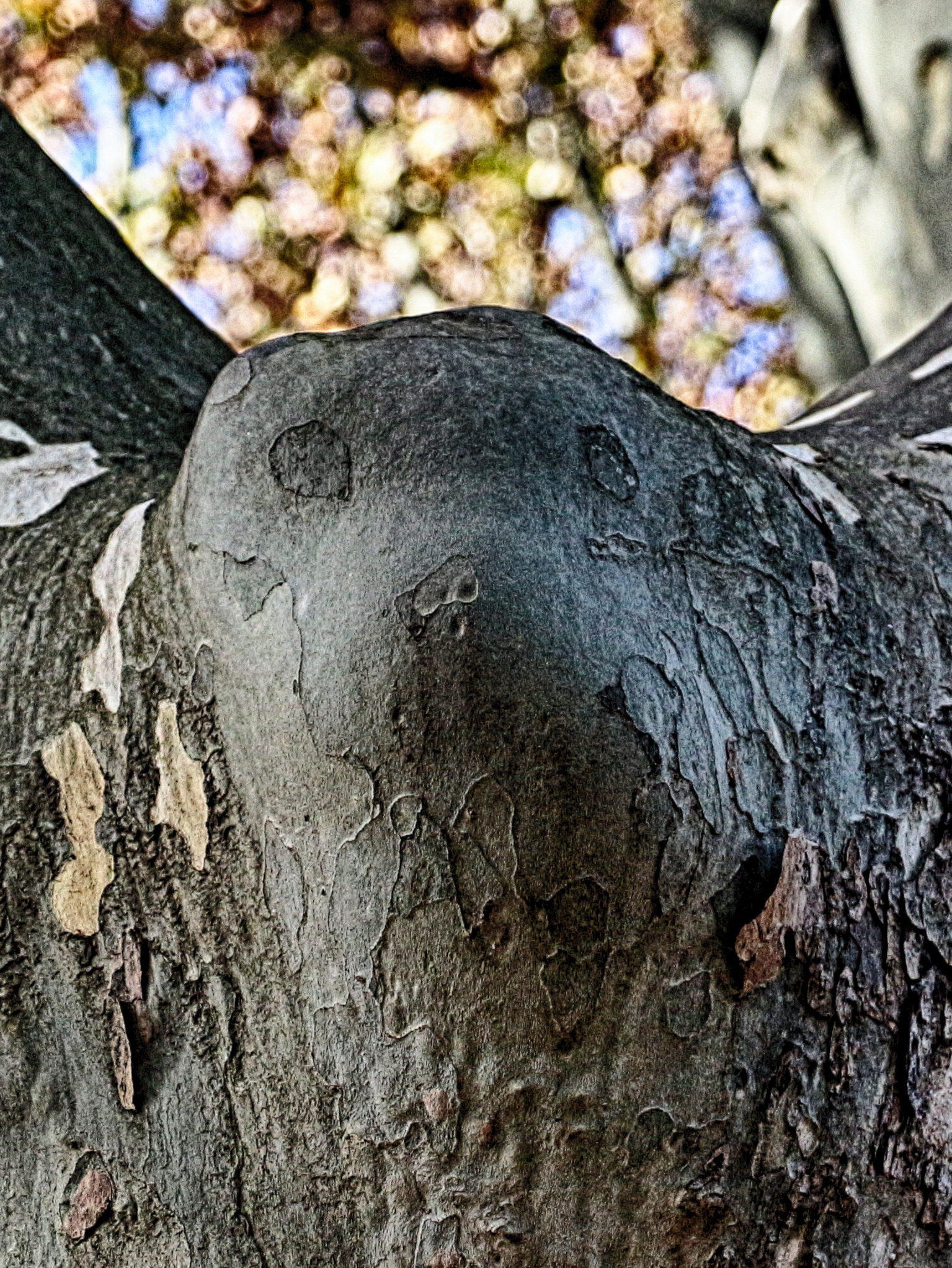 The soul of the plane tree......