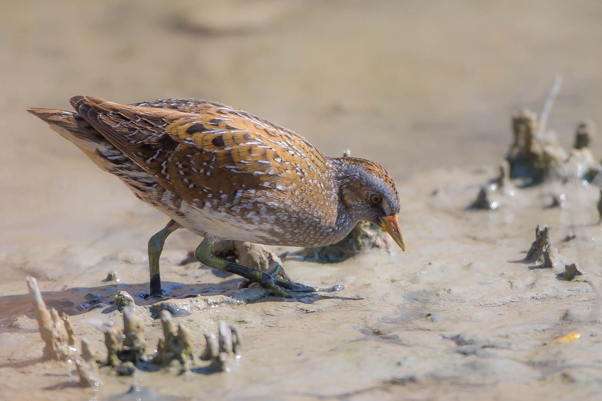 spotted crake. ...