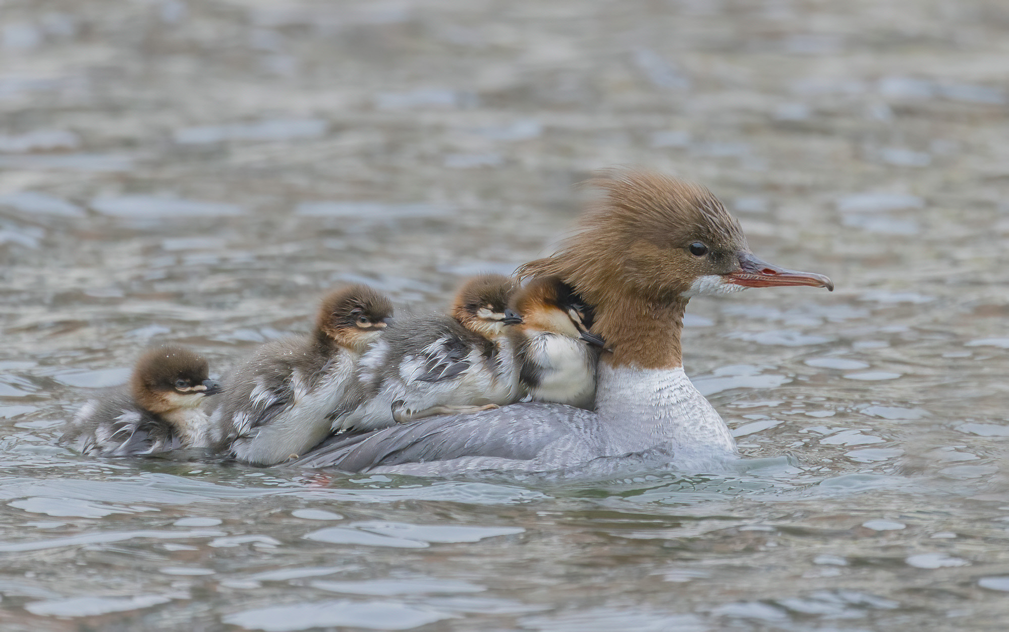 walking with the young, female greater merganser...