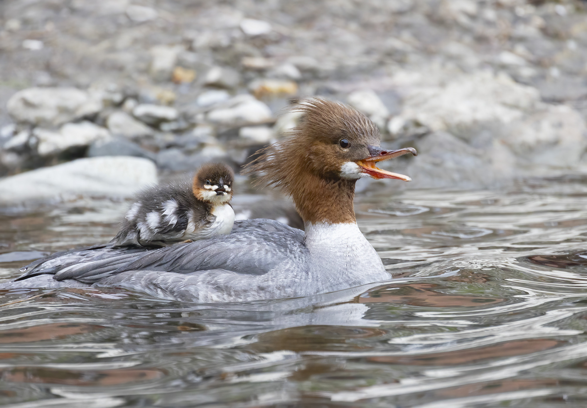 surprise!  female greater merganser with small...