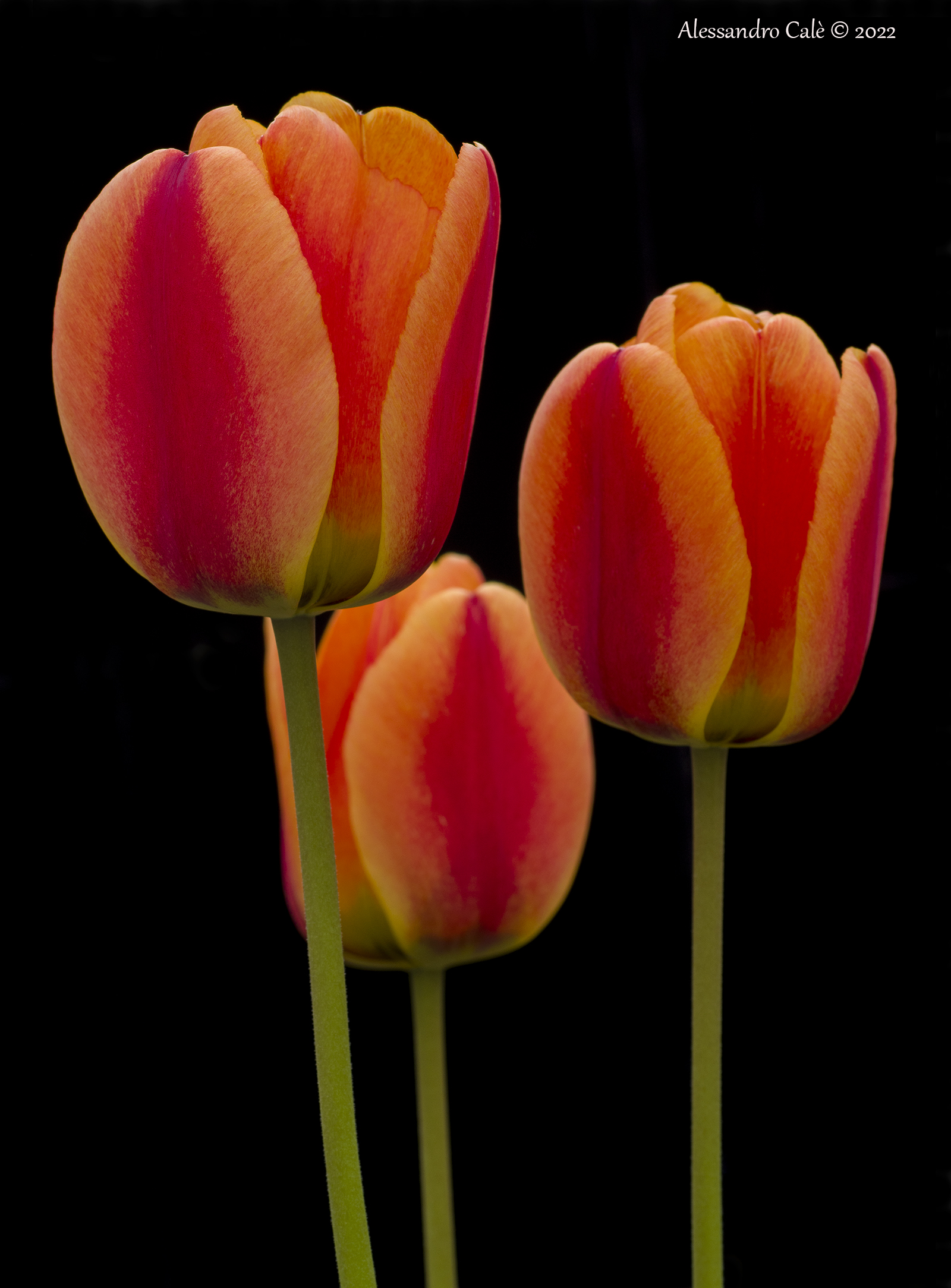 I tulipani di Anna 5720...