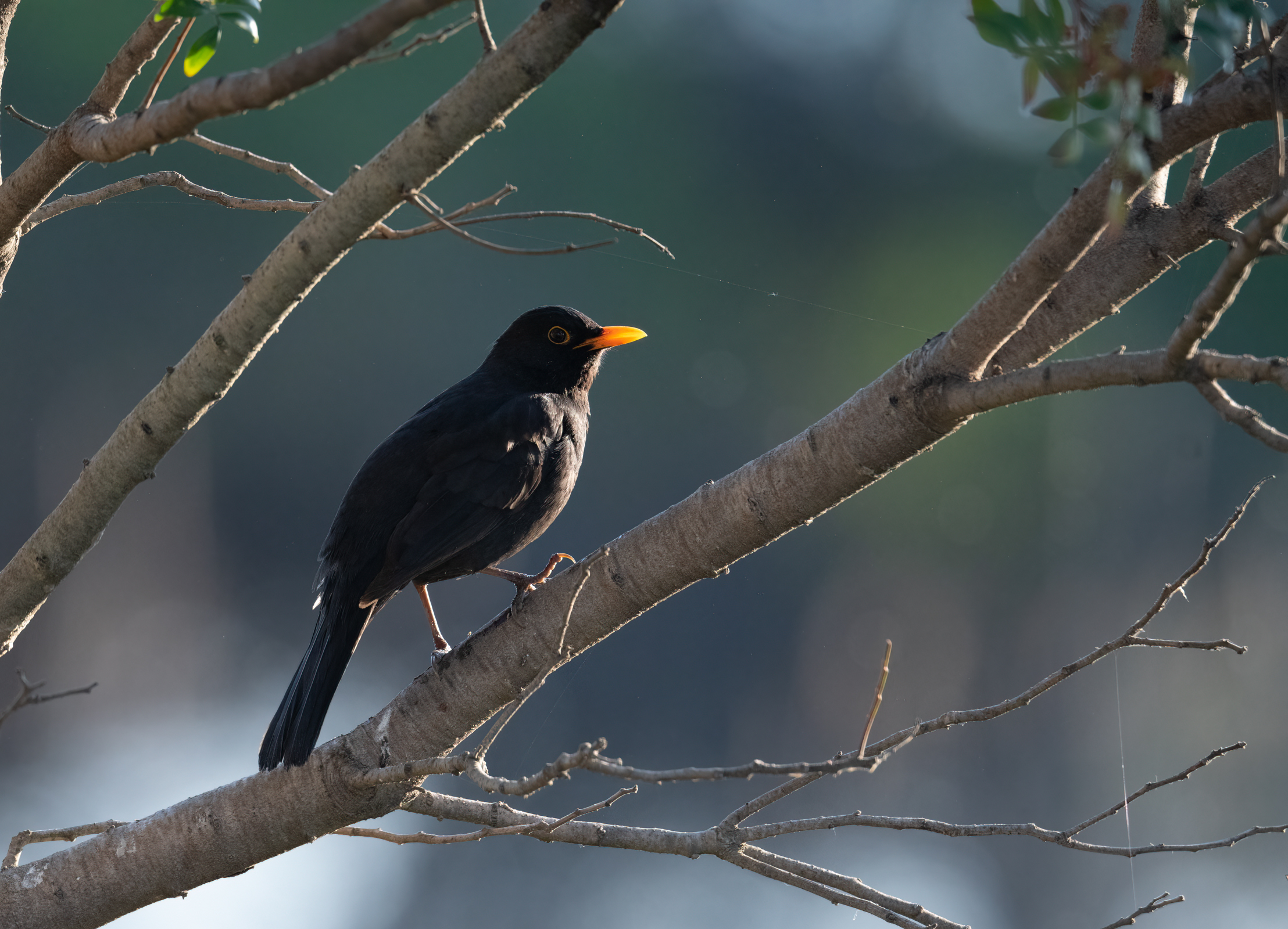 male blackbird...