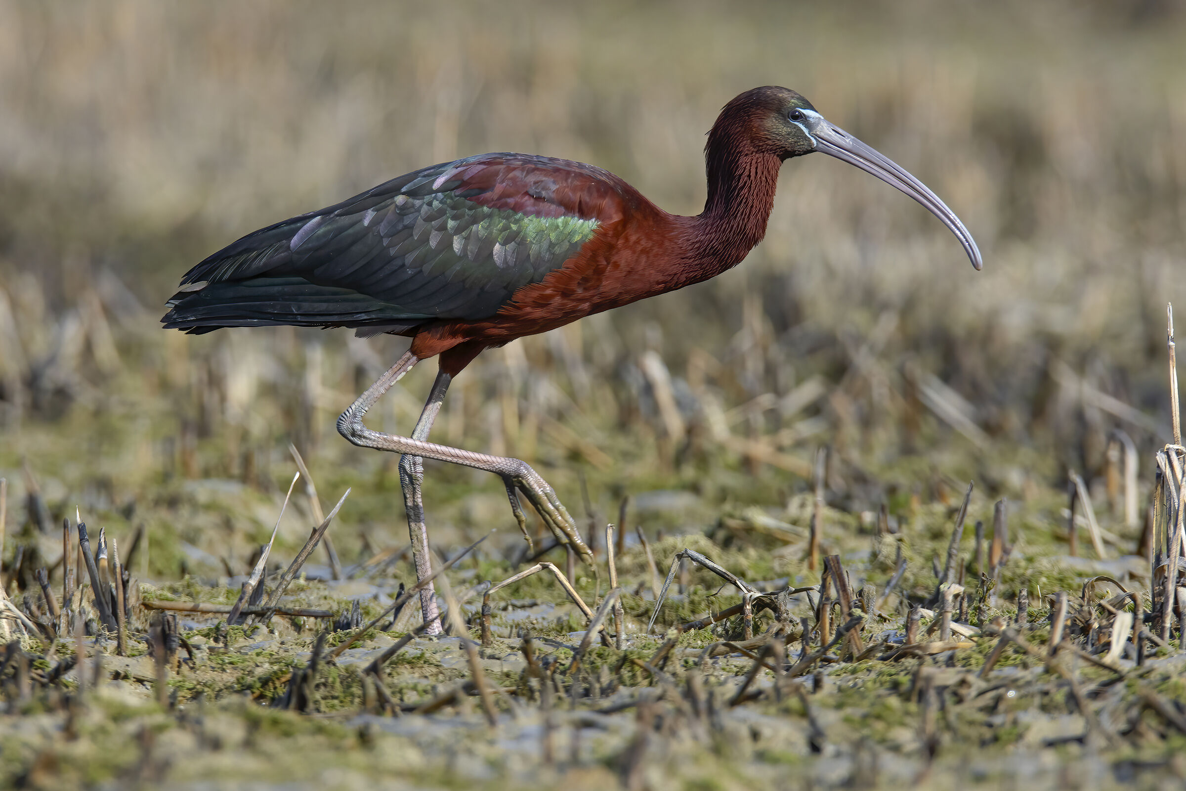 Glossy ibis...