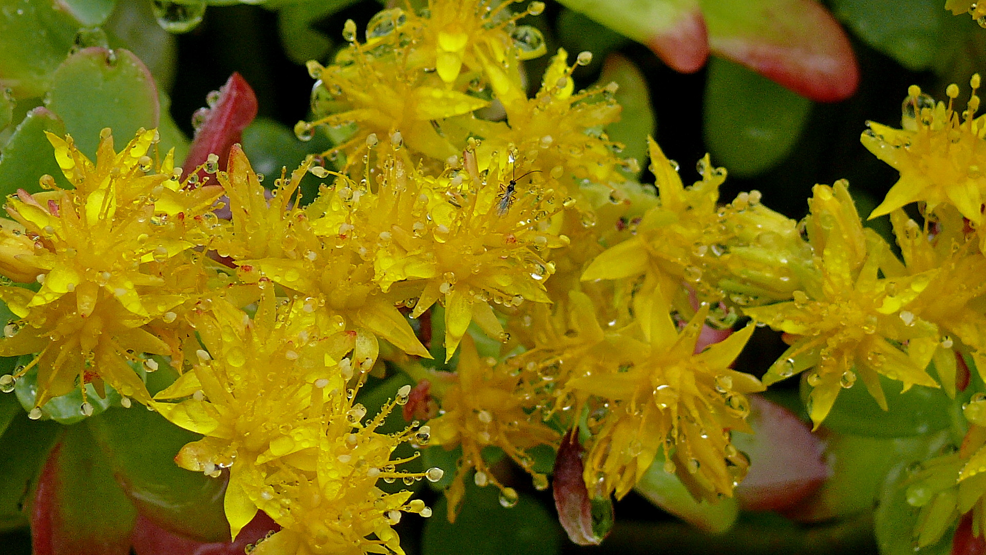 Yellow-macro insect flowers... ringin' in the rain...