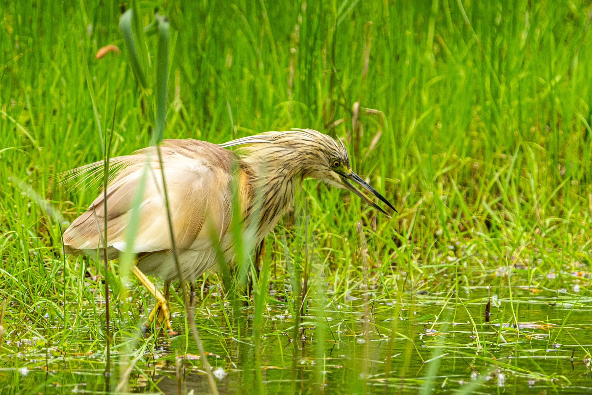 Squacco heron...