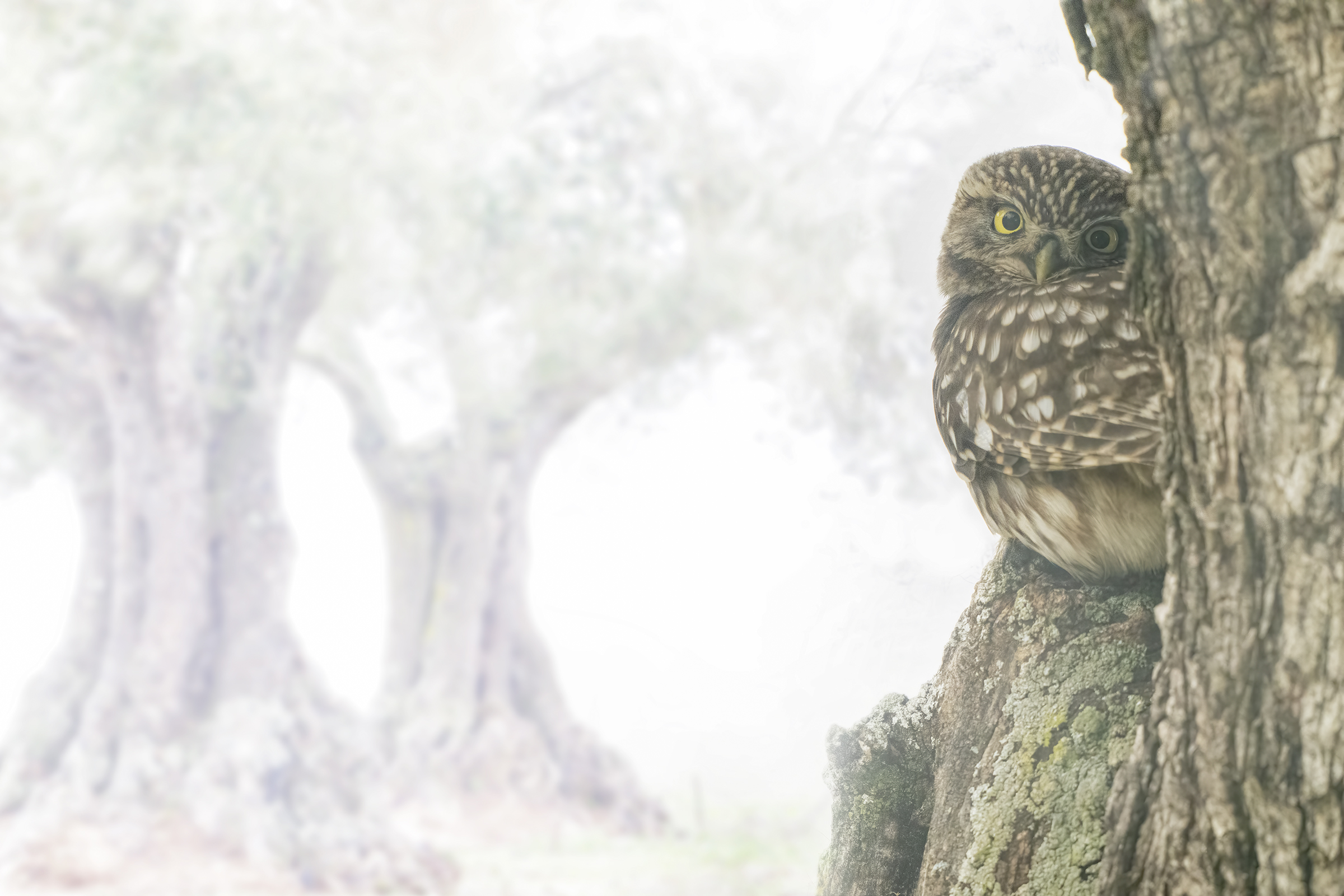 owl and olive trees ...