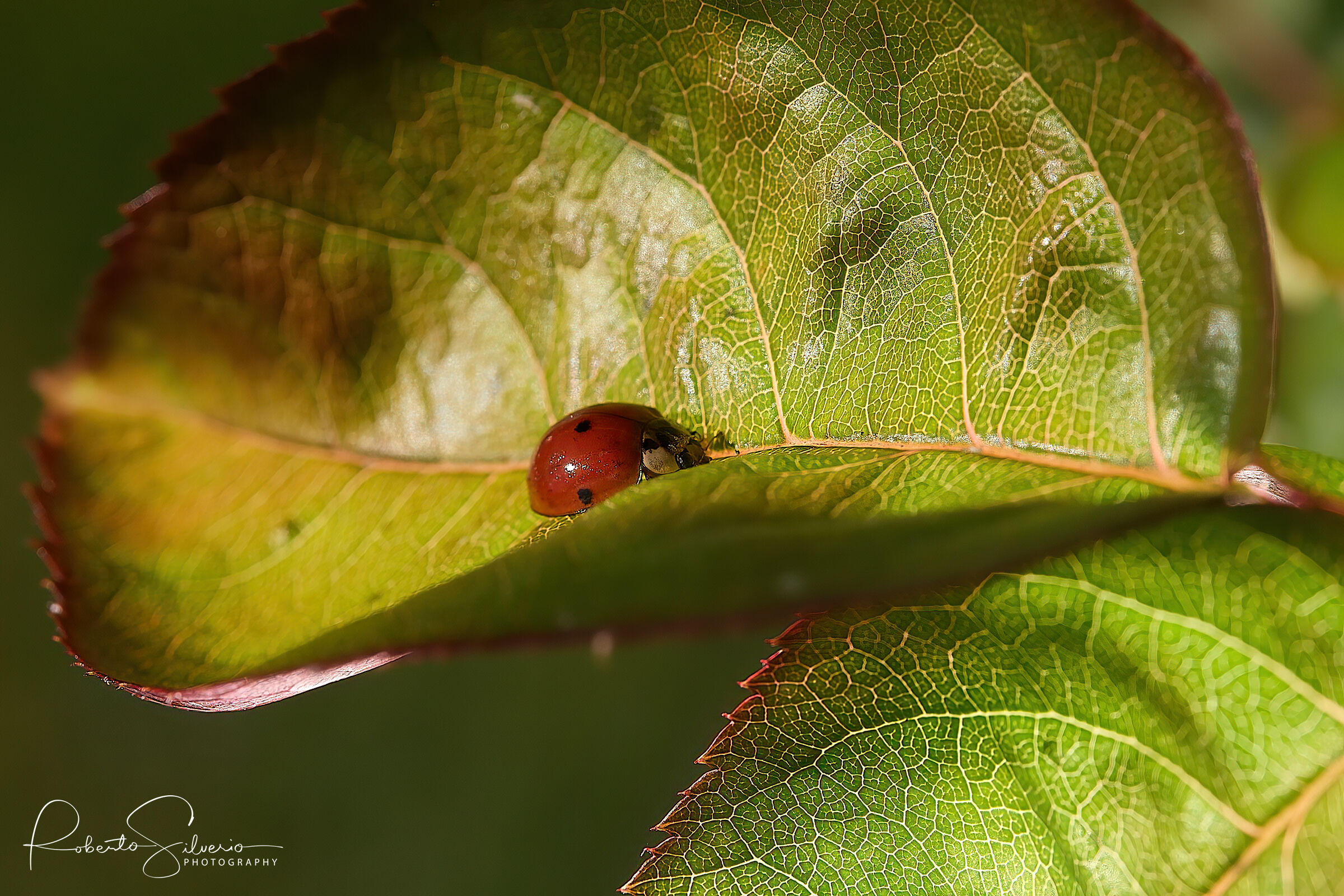 Ladybird...