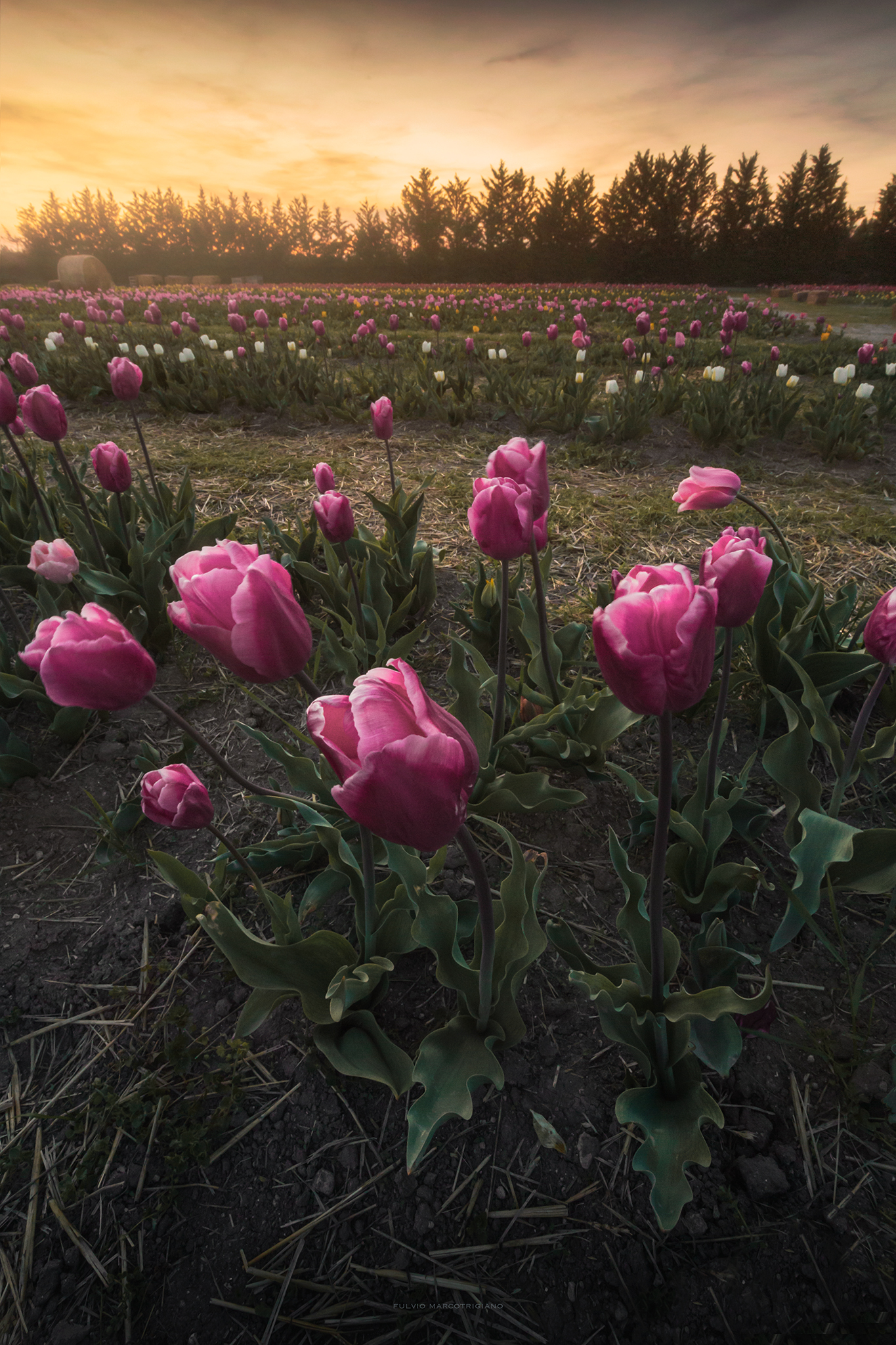 Sunset in tulips ...