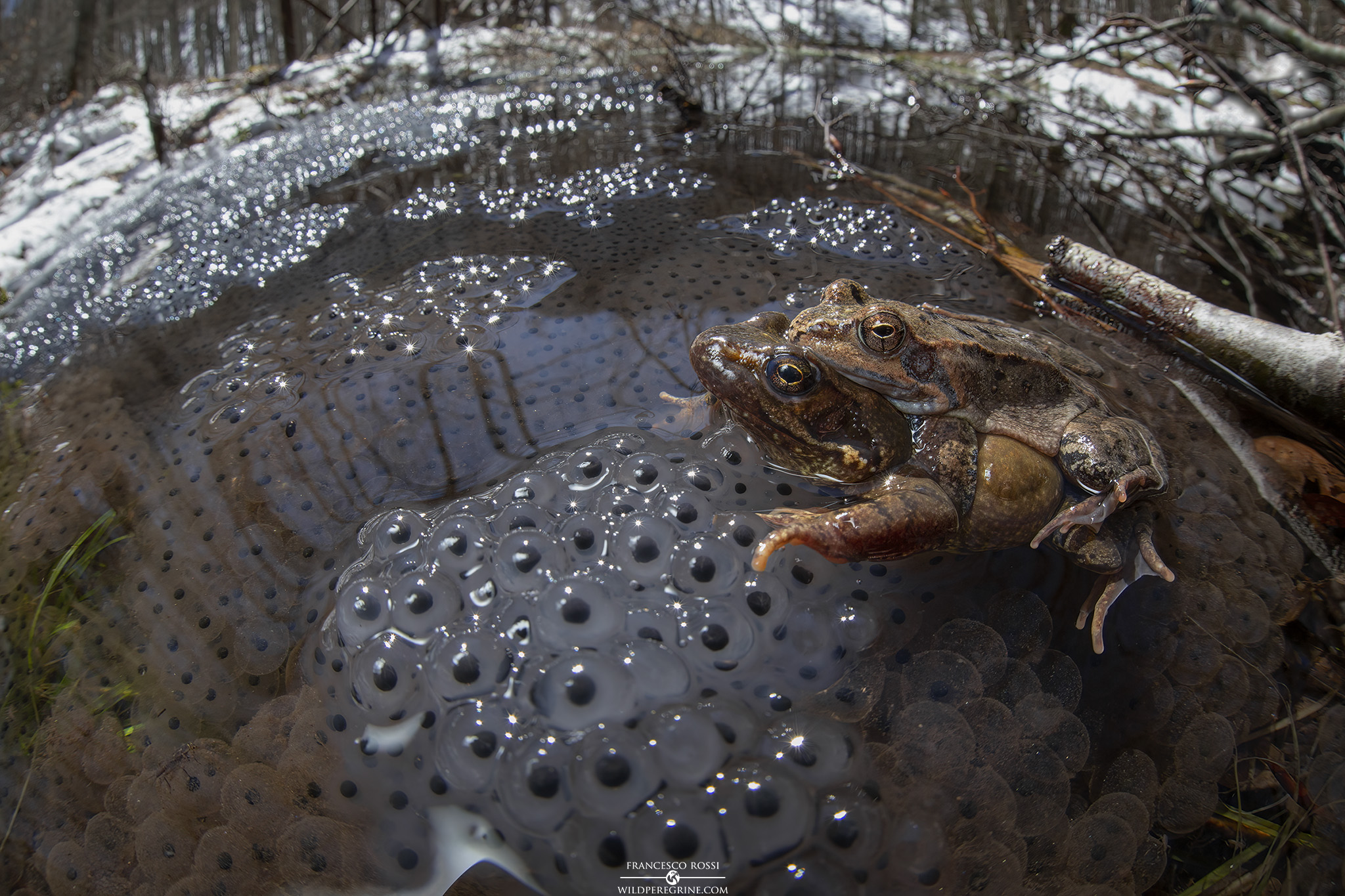 Frog Temporaria mating...