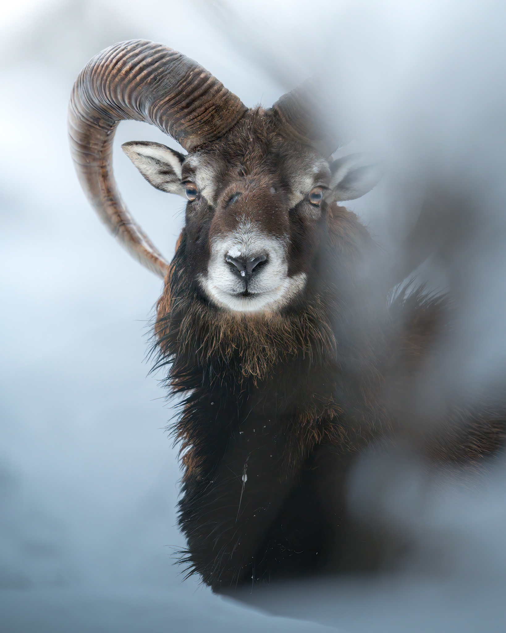 Mouflon, portrait in the snow...