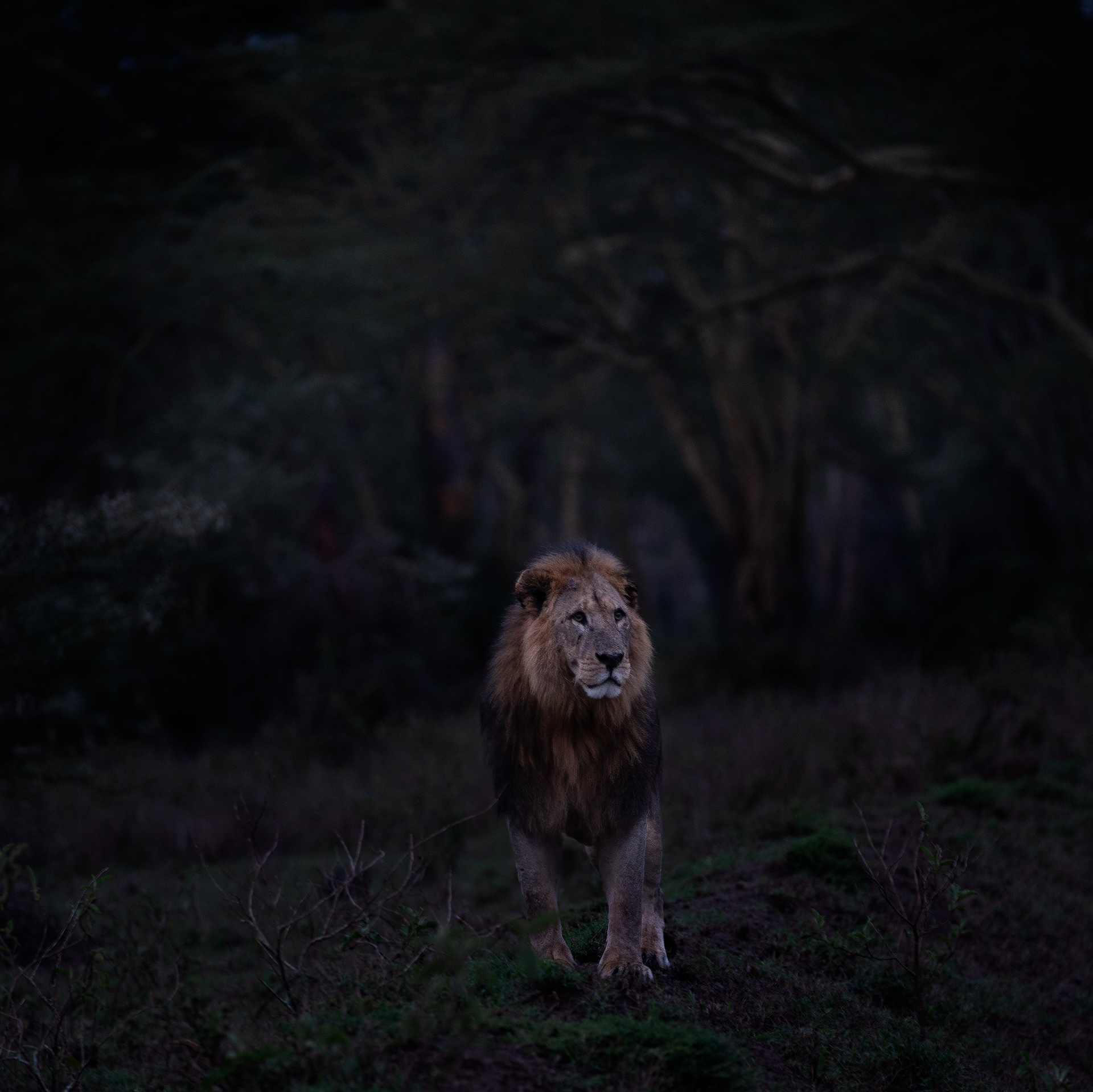 Lion in the Dark Forest...