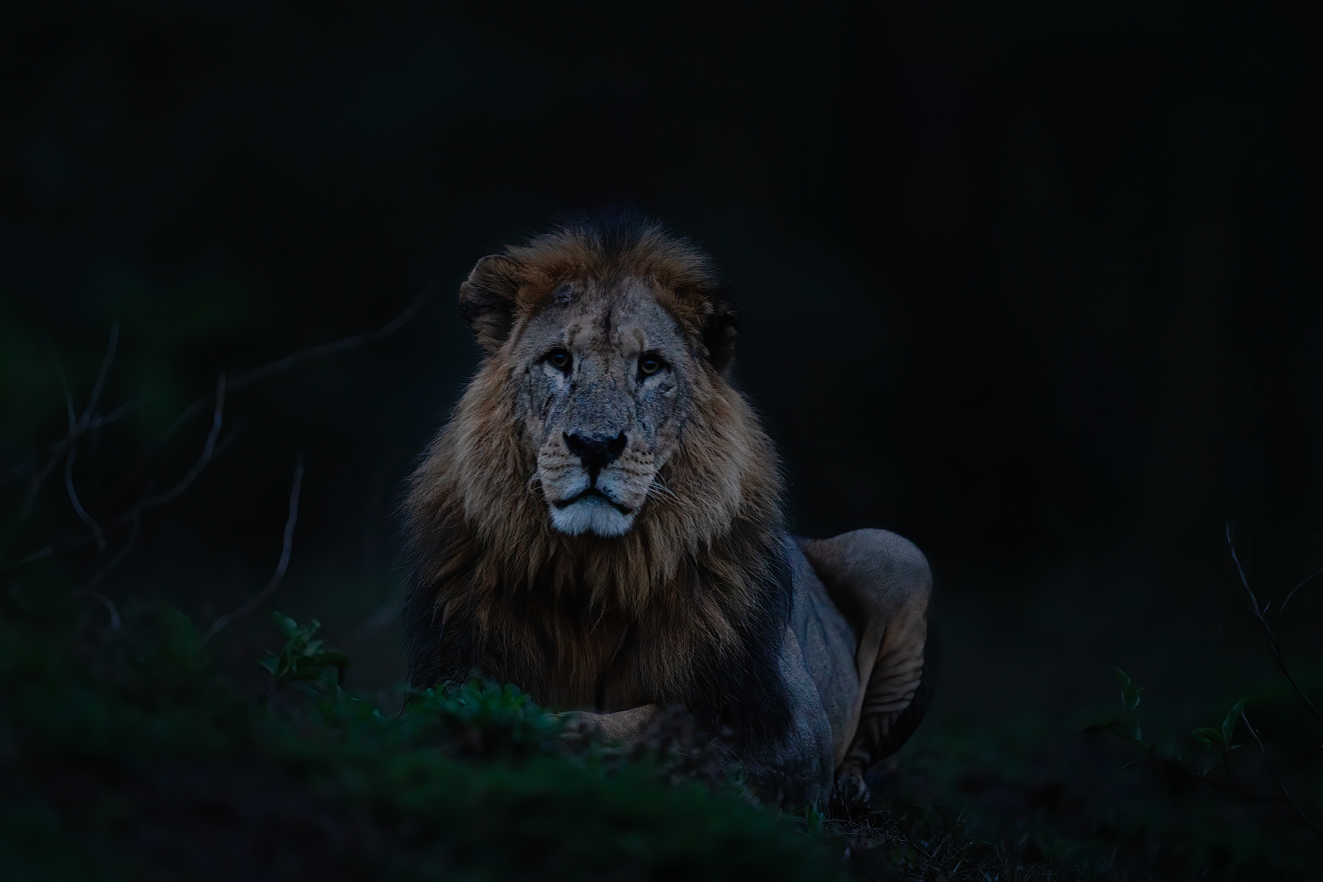 Lion in the Dark Forest...