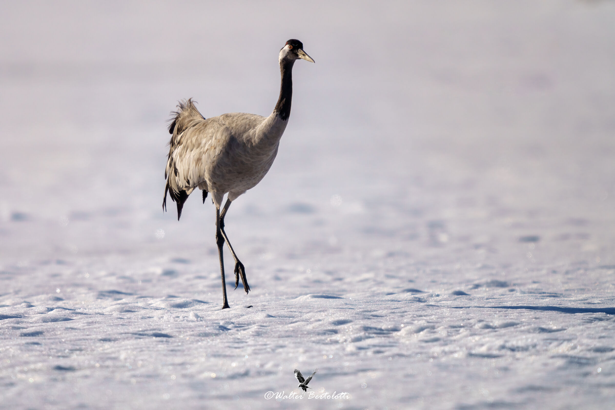 the crane and the ice...