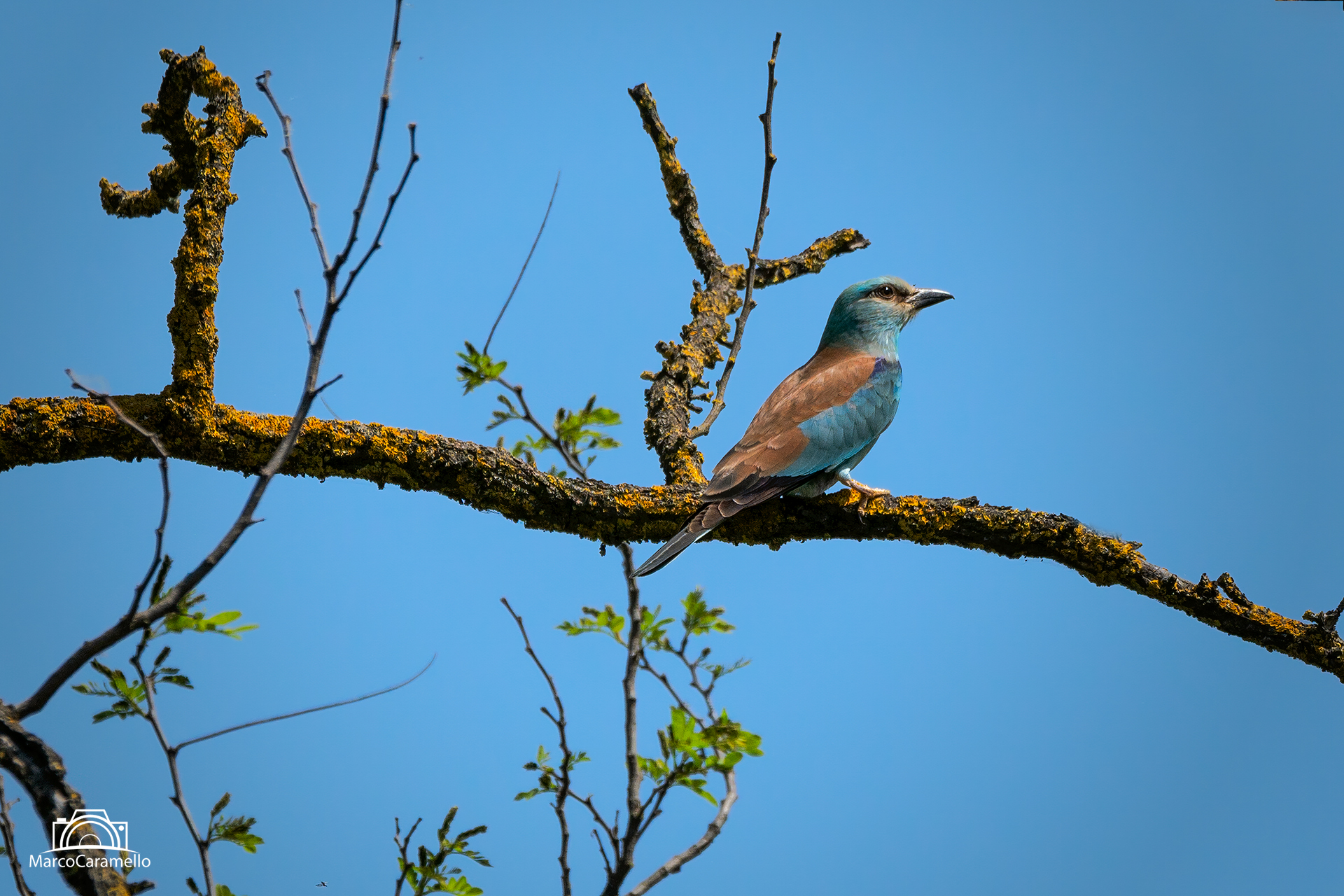 Sea Jay ...