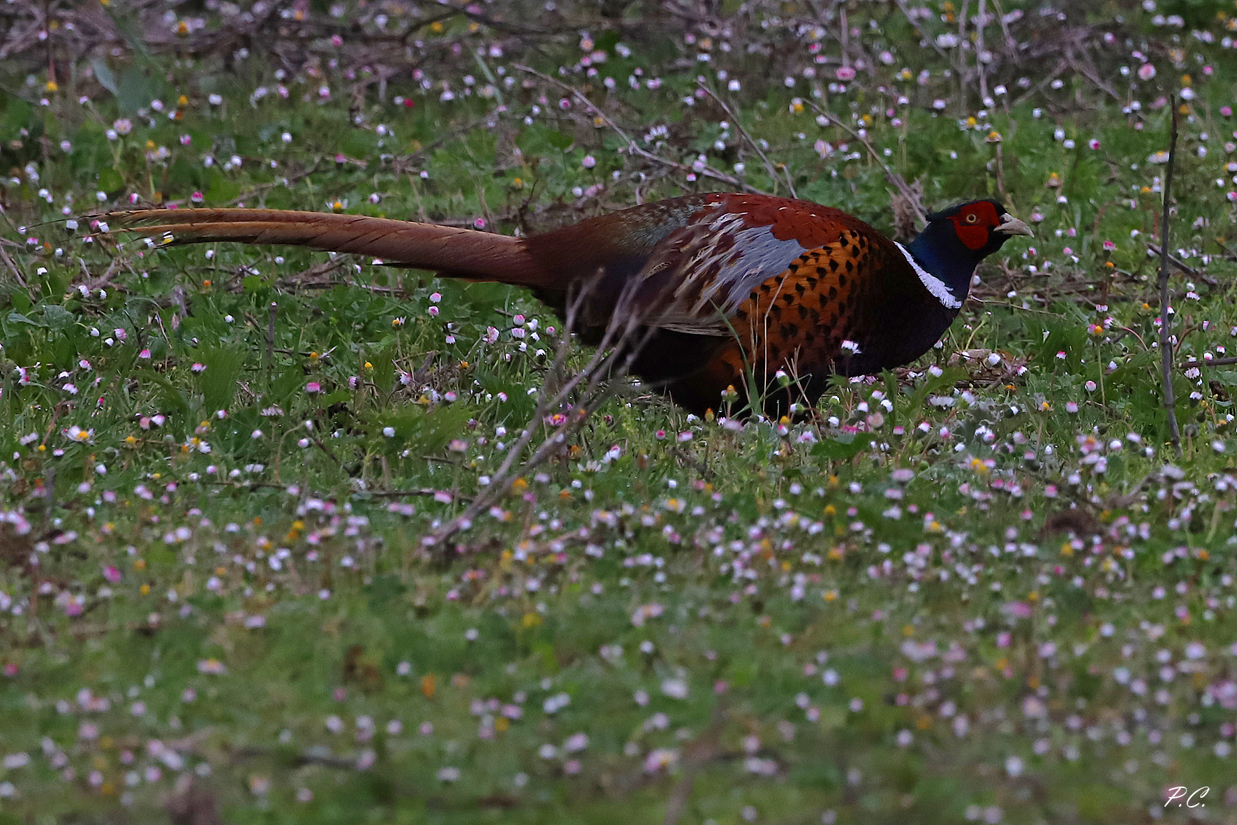 pheasant in bloom...