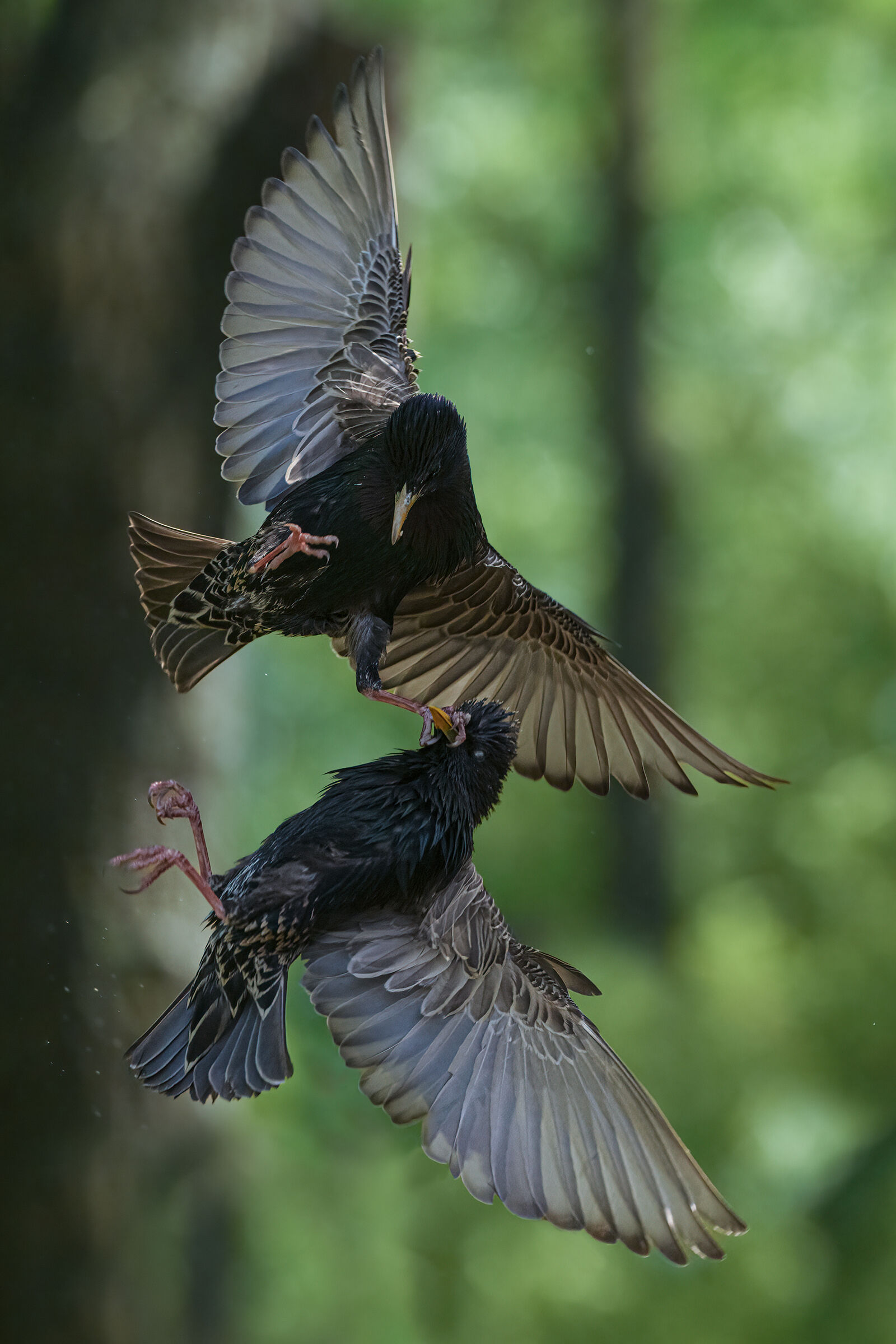 starlings in battle...