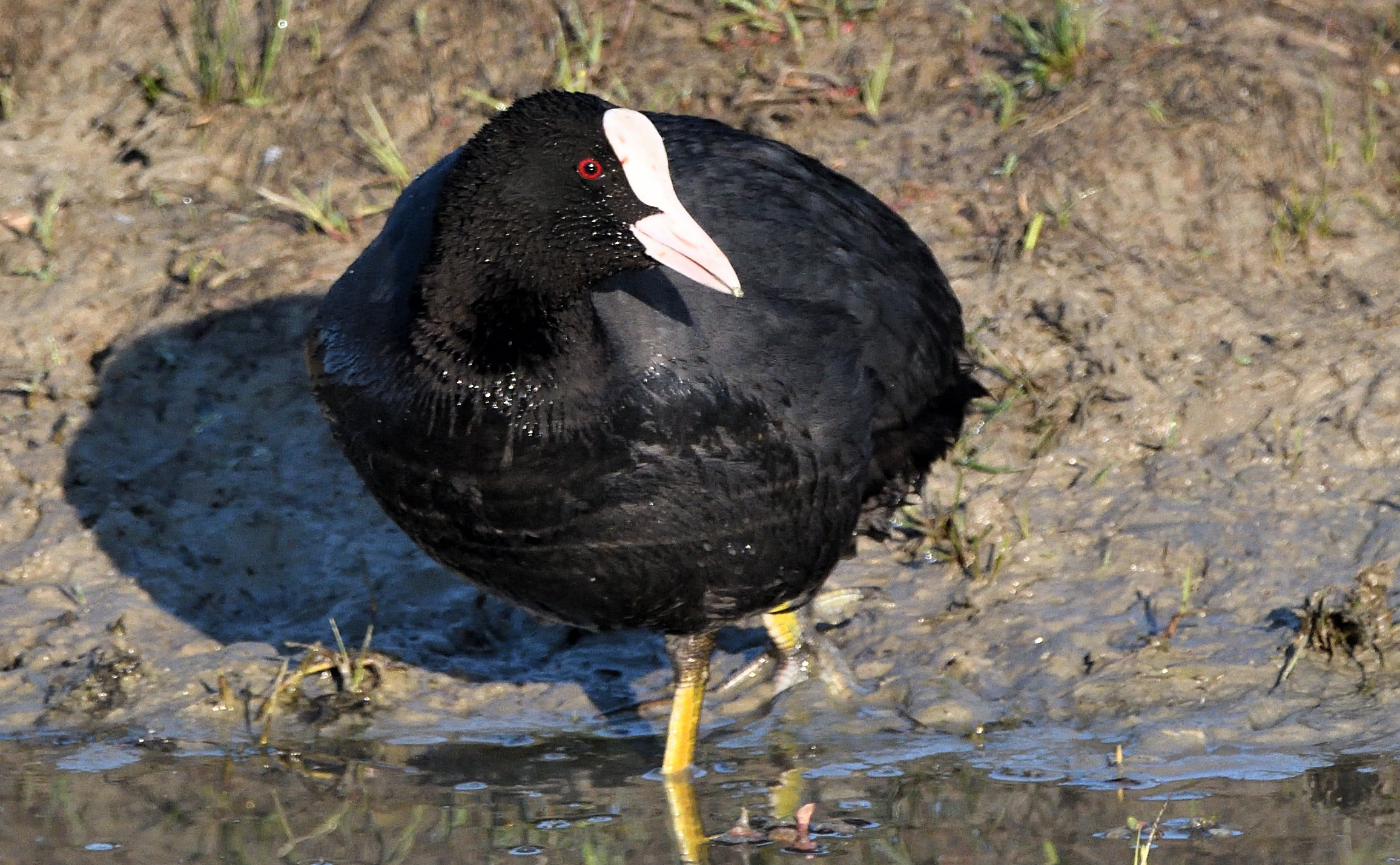 the coot...