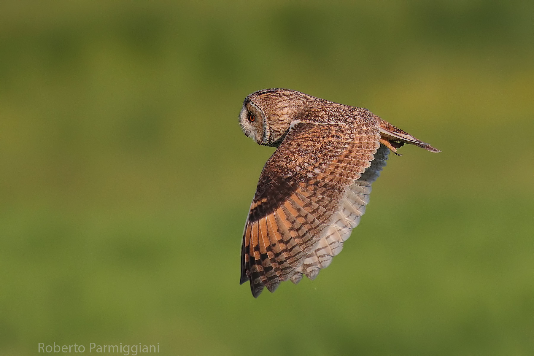 Common owl (daytime flight)...